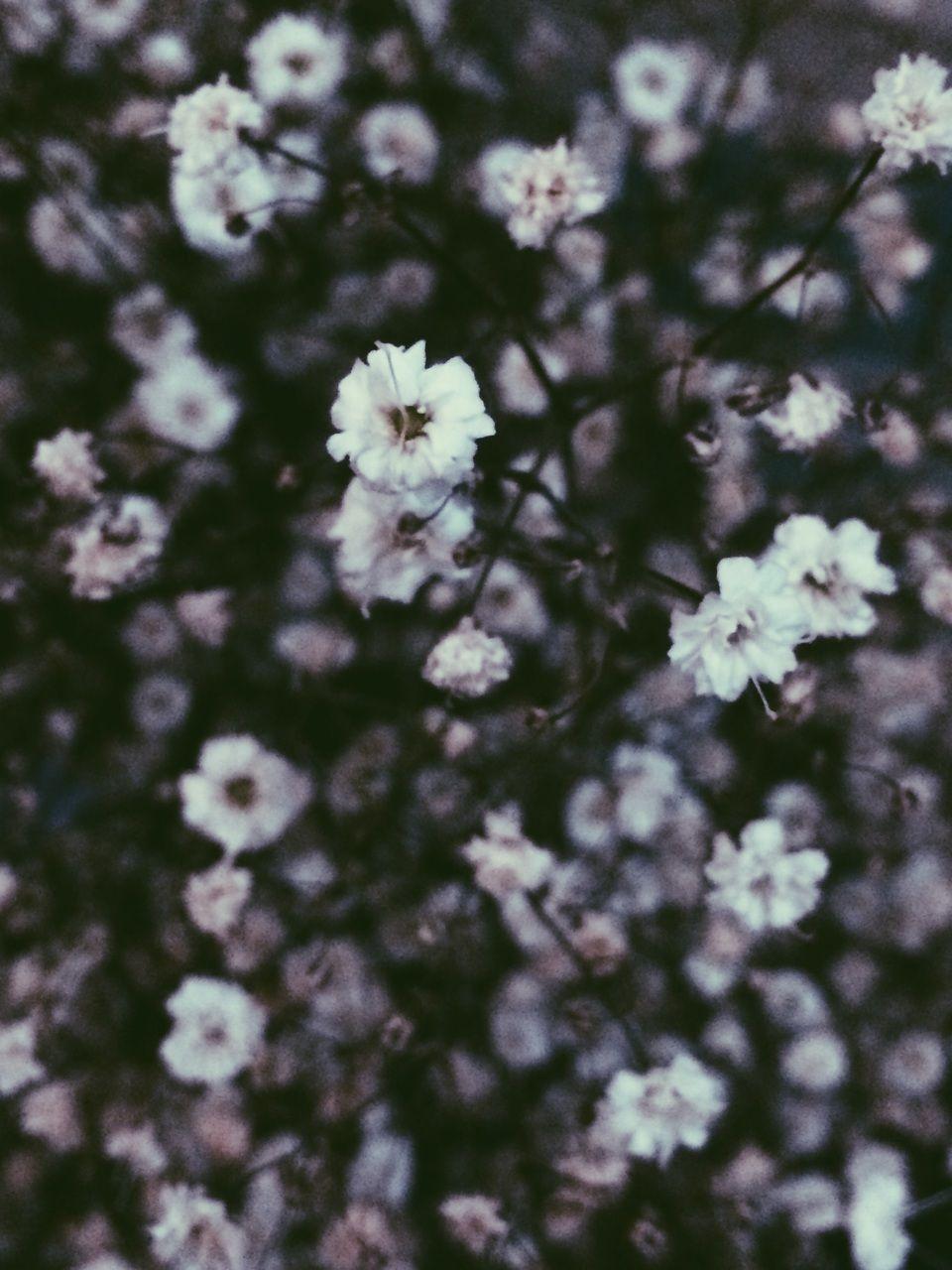 Flower Aesthetic Tumblr Wallpapers Top Free Flower Aesthetic Tumblr