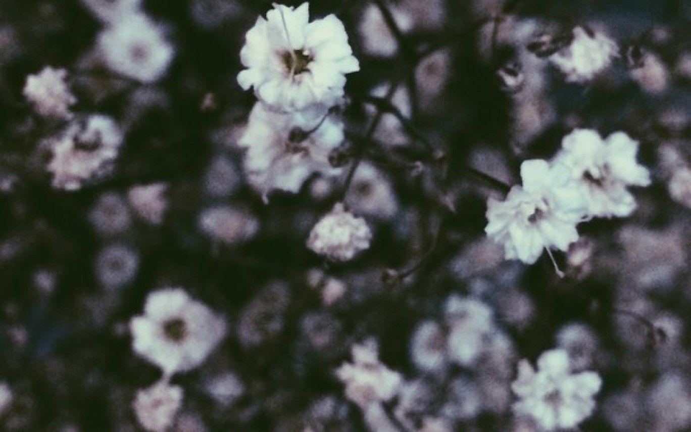 Flower Aesthetic Tumblr Wallpapers Top Free Flower Aesthetic Tumblr