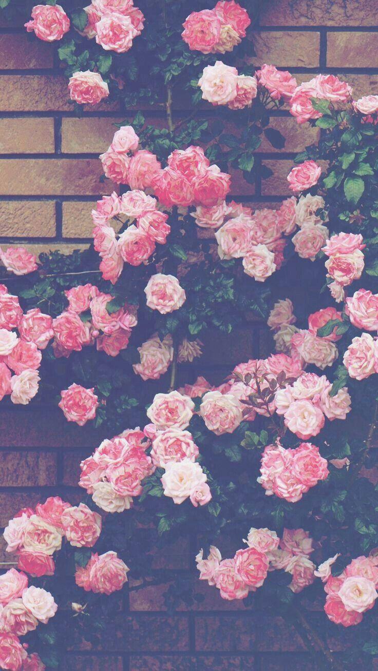 Flower Aesthetic Tumblr Wallpapers Top Free Flower Aesthetic Tumblr