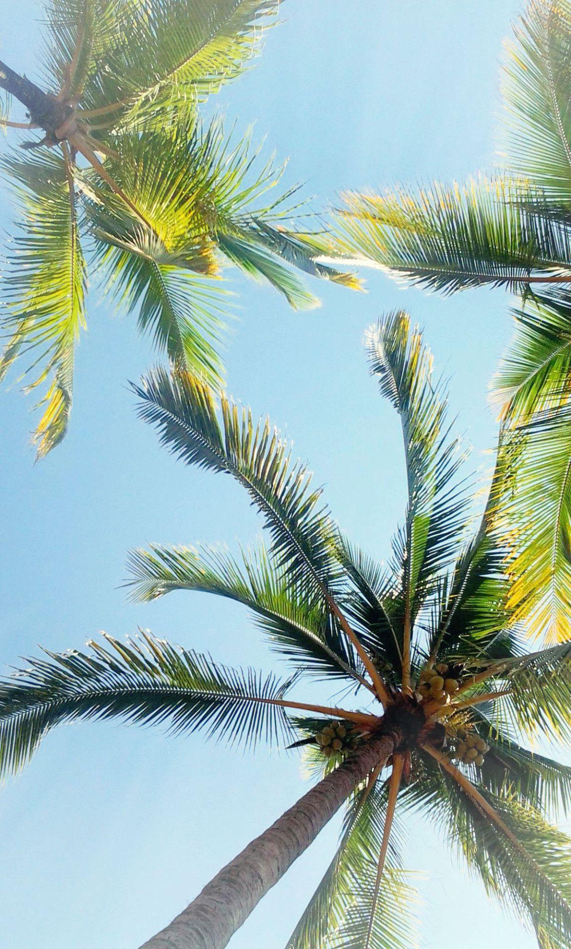 Palm Tree iPhone Wallpapers Top Free Palm Tree iPhone Backgrounds