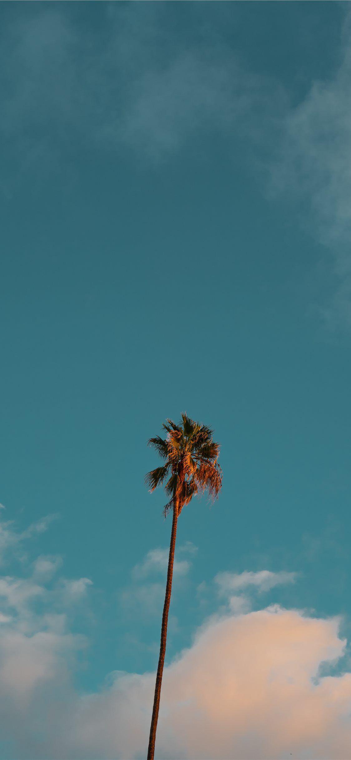 Palm Tree iPhone Wallpapers Top Free Palm Tree iPhone Backgrounds