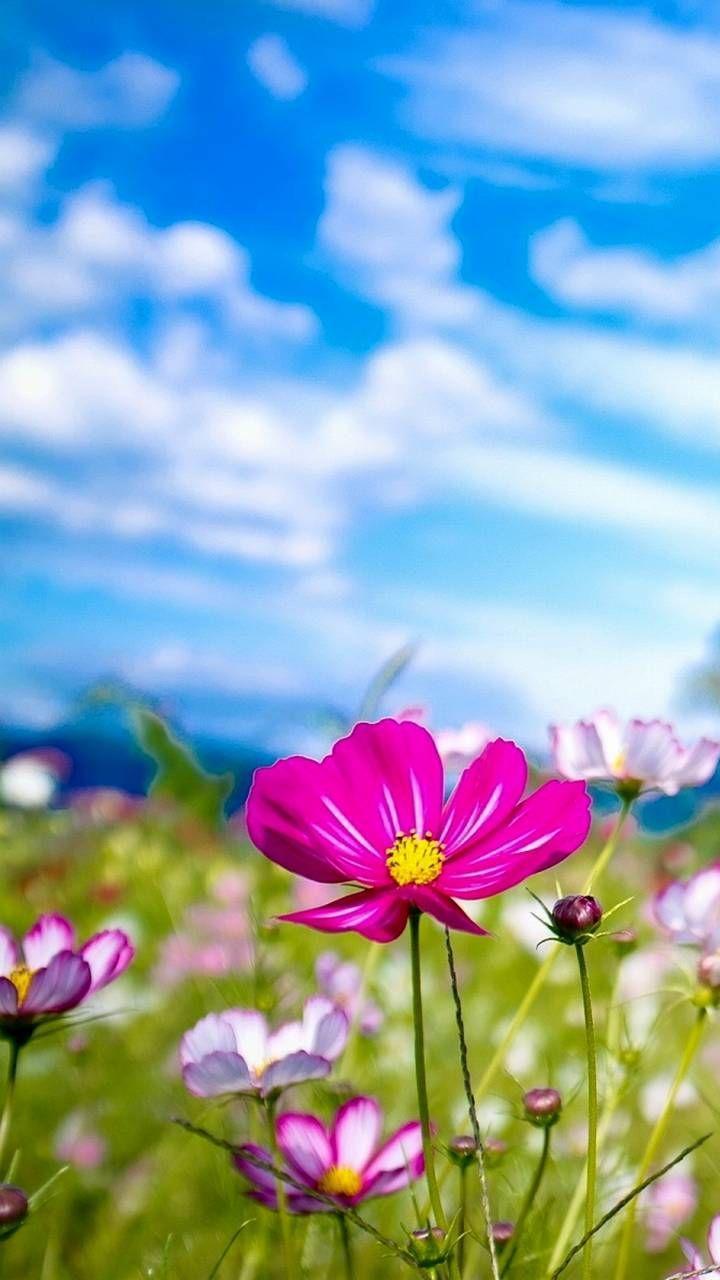 Summer Flower Wallpapers Top Free Summer Flower Backgrounds