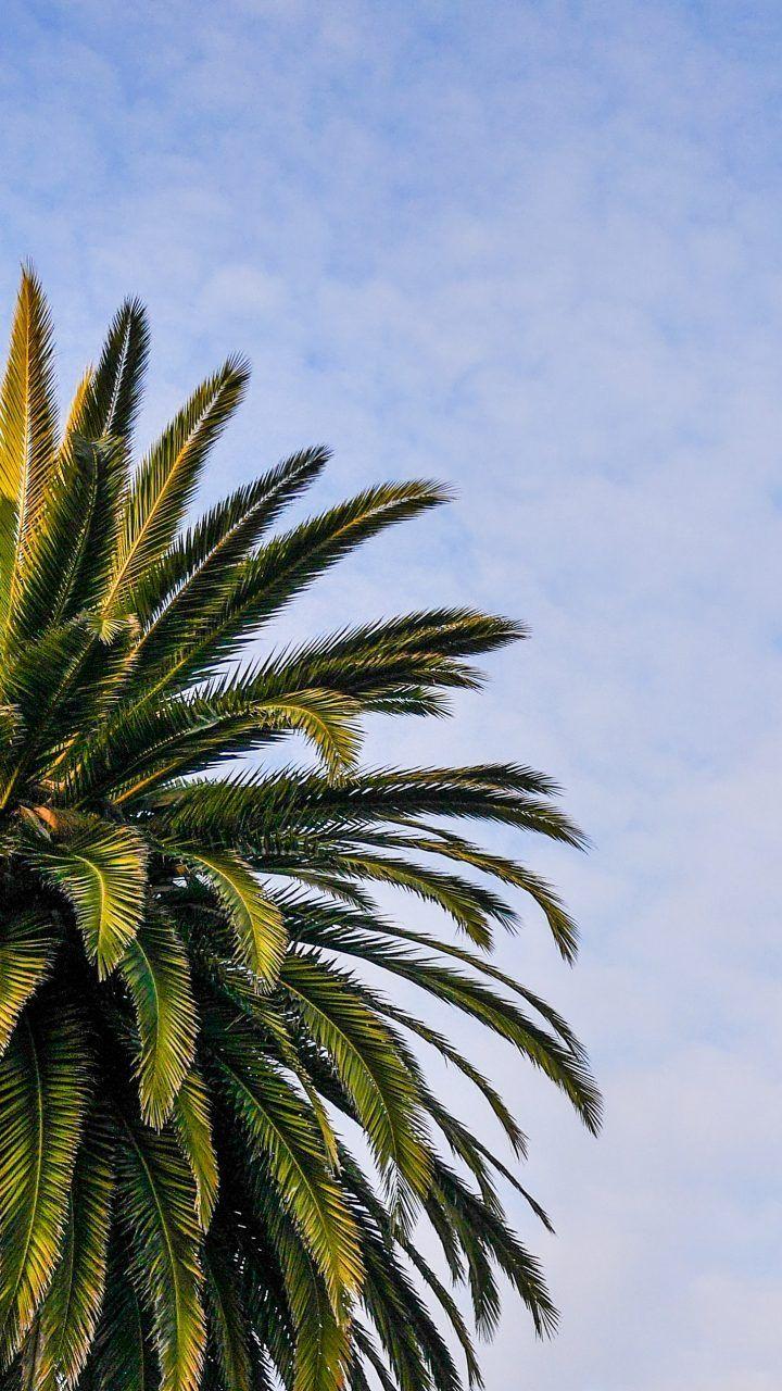 Palm Tree iPhone Wallpapers Top Free Palm Tree iPhone Backgrounds