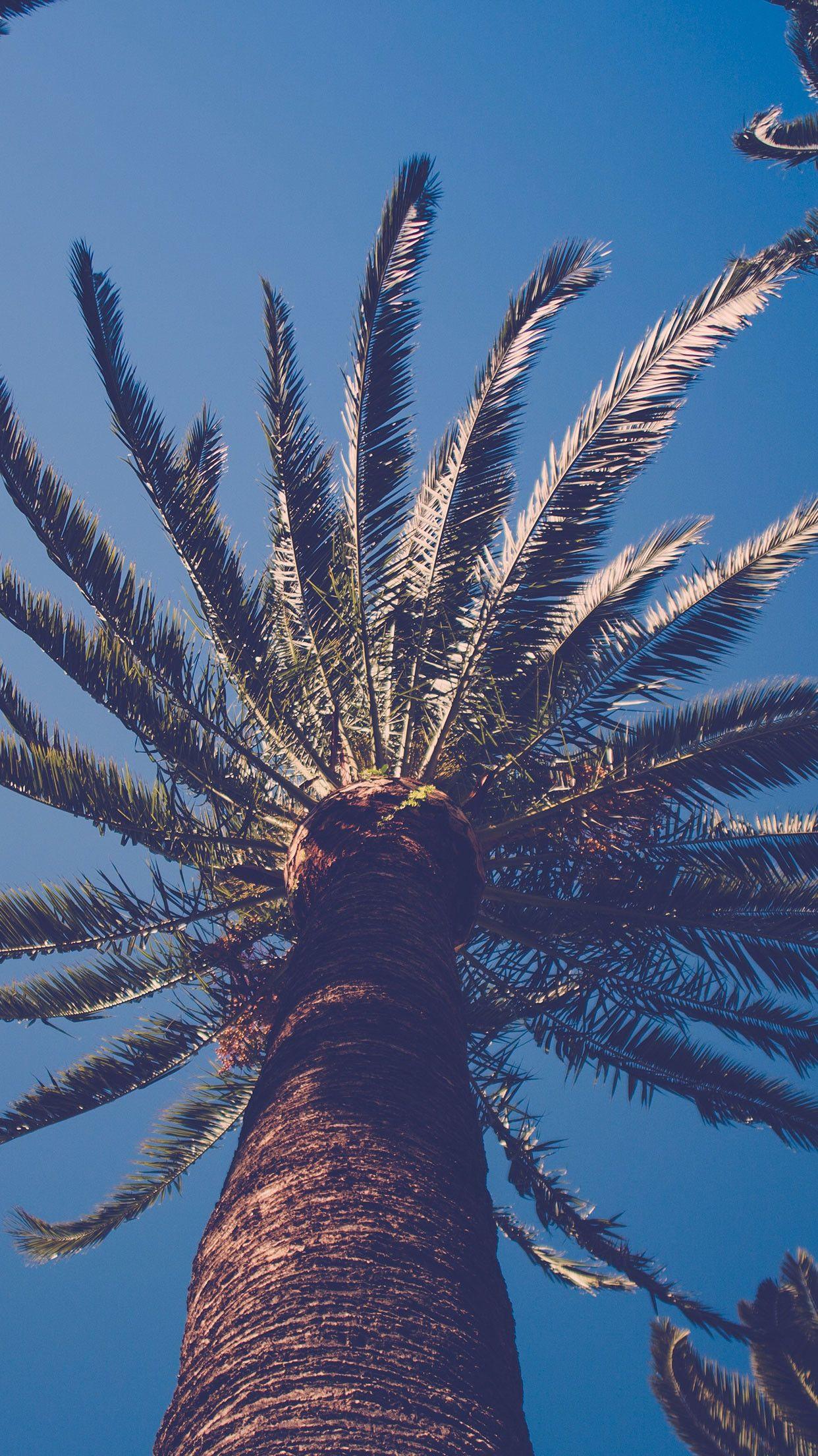 Palm Tree iPhone Wallpapers Top Free Palm Tree iPhone Backgrounds WallpaperAccess