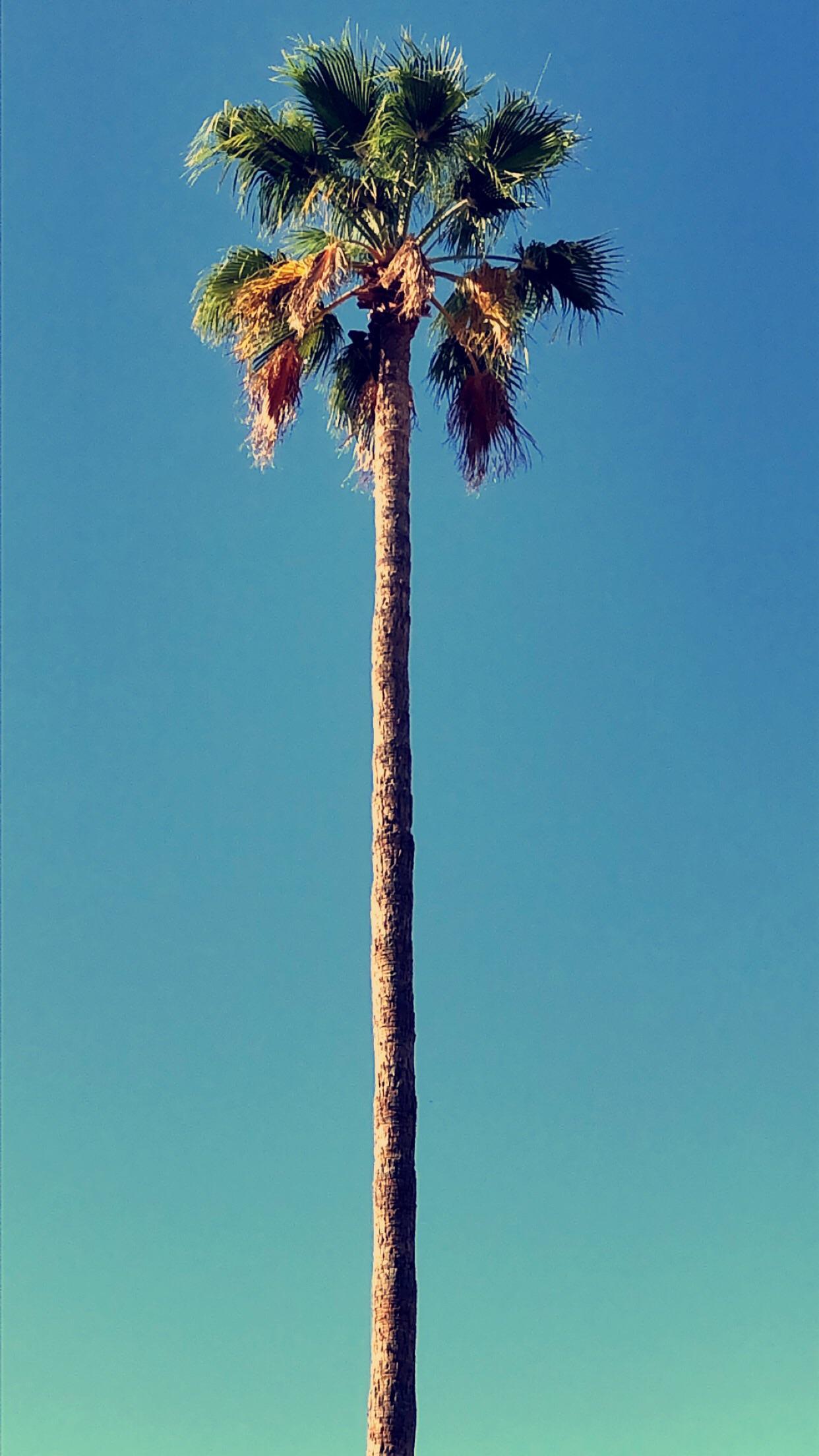 Palm Tree iPhone Wallpapers Top Free Palm Tree iPhone Backgrounds