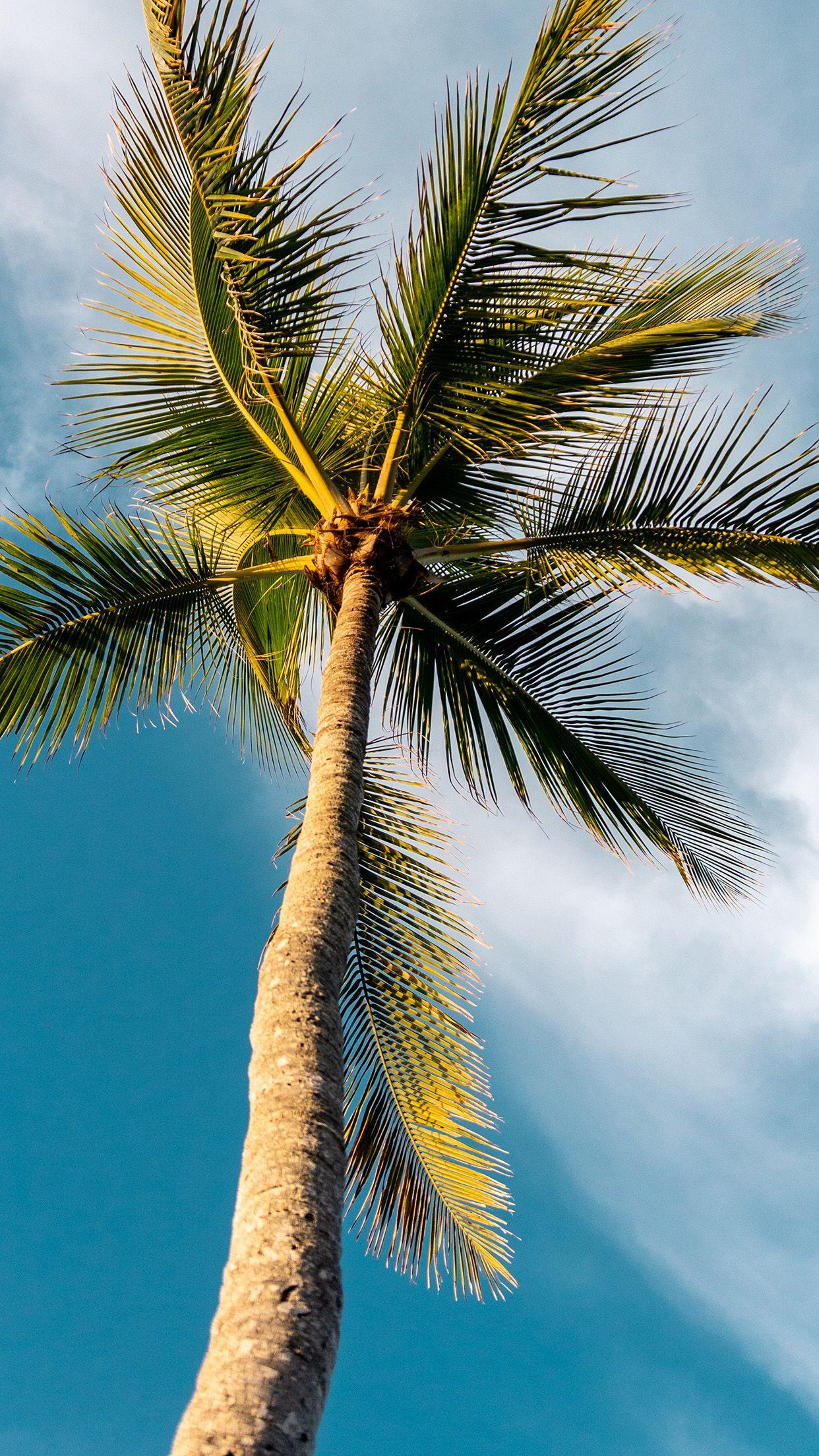Palm Tree iPhone Wallpapers Top Free Palm Tree iPhone Backgrounds