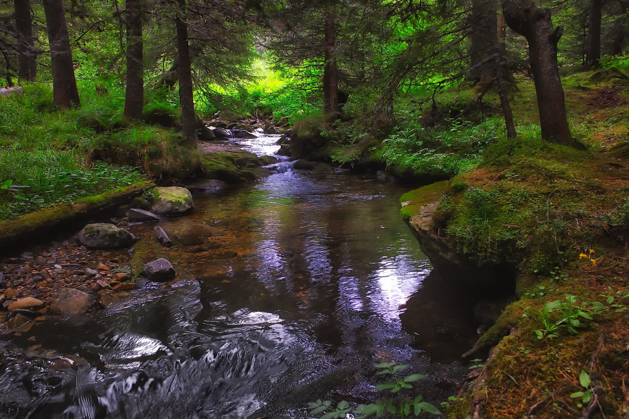 Forest River Wallpapers Top Free Forest River Backgrounds