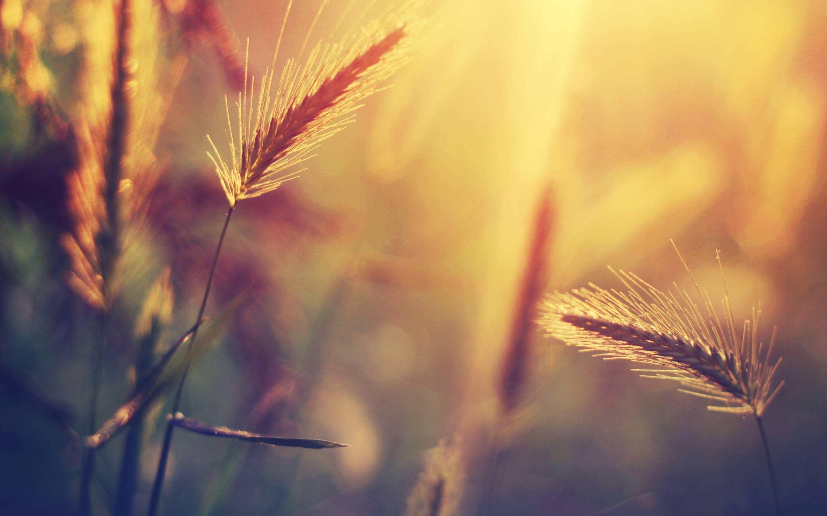 Late Summer Wallpapers Top Free Late Summer Backgrounds WallpaperAccess