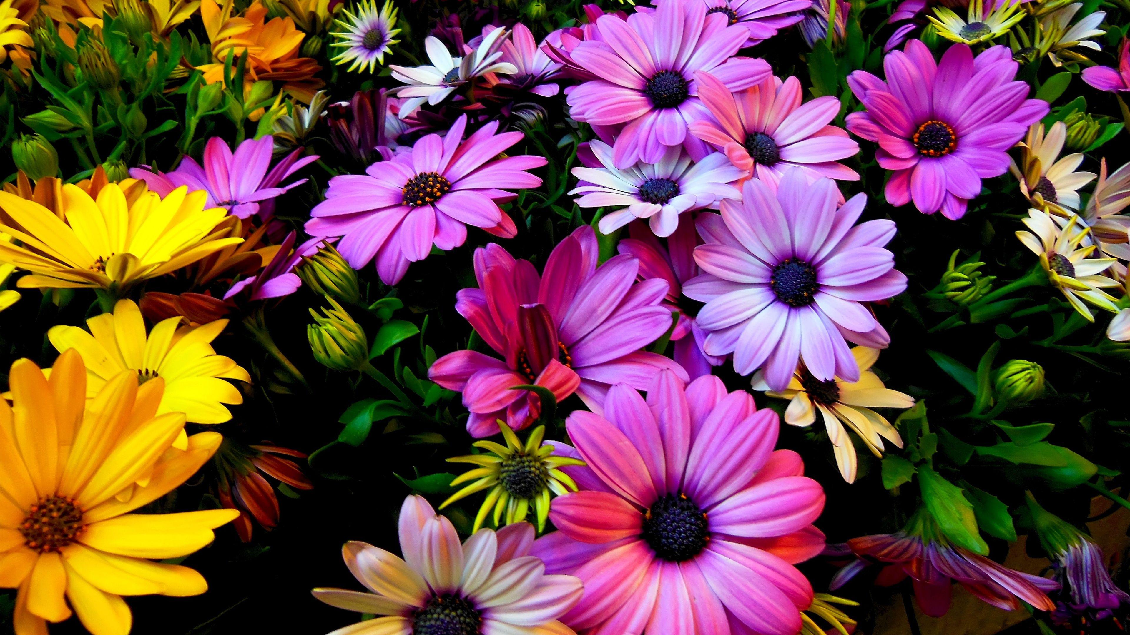 September Flower Wallpapers Top Free September Flower Backgrounds WallpaperAccess