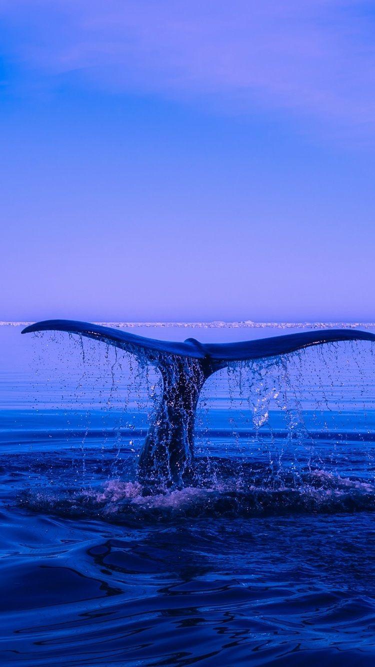 Top more than 73 blue whale wallpaper iphone best 3tdesign.edu.vn