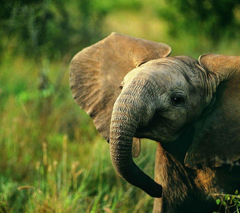 Baby Elephant HD Wallpapers Top Free Baby Elephant HD Backgrounds