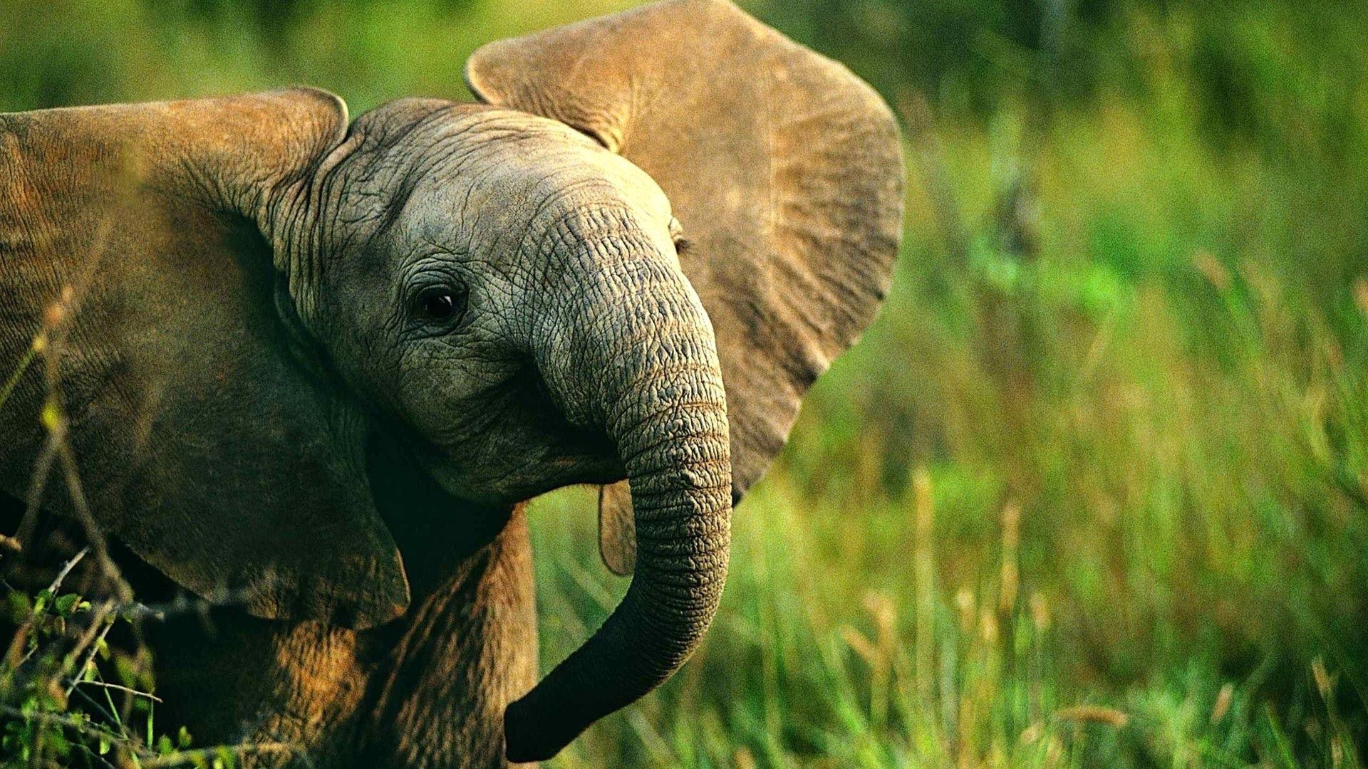Elephant Laptop Wallpapers Top Free Elephant Laptop Backgrounds
