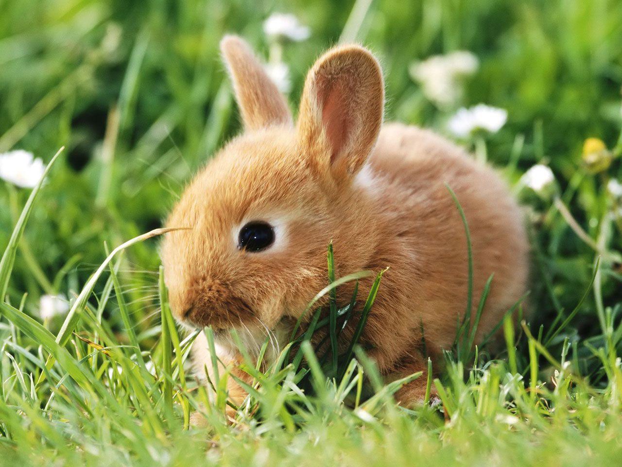 Adorable Bunny Wallpapers Top Free Adorable Bunny Backgrounds