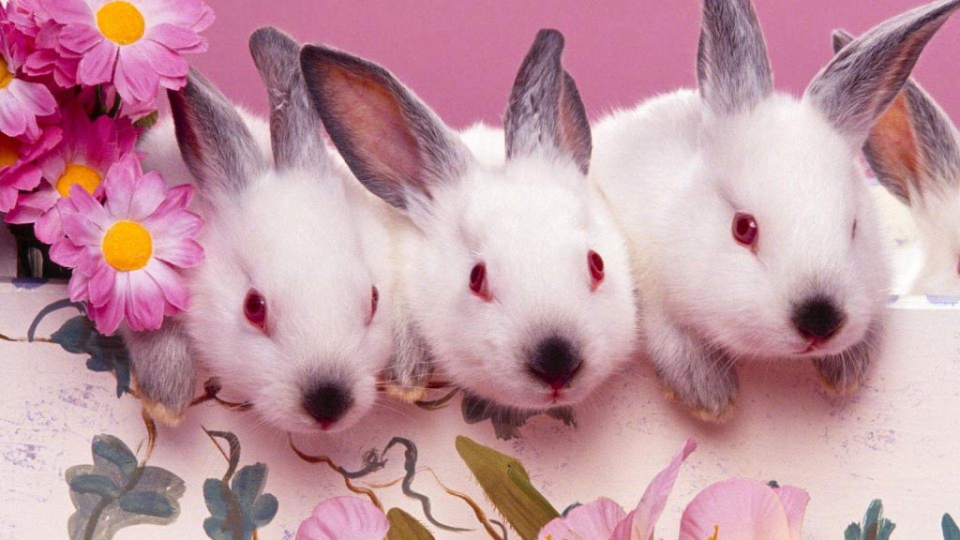 Baby Easter Bunny Wallpapers Top Free Baby Easter Bunny Backgrounds