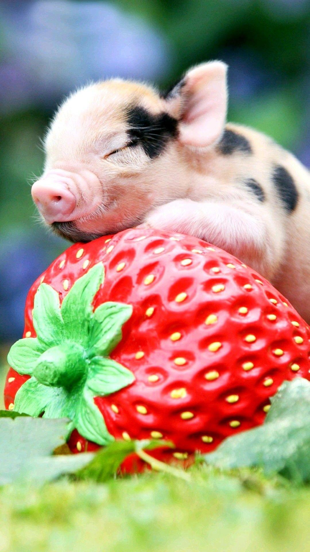 Baby Pig Wallpapers Top Free Baby Pig Backgrounds WallpaperAccess