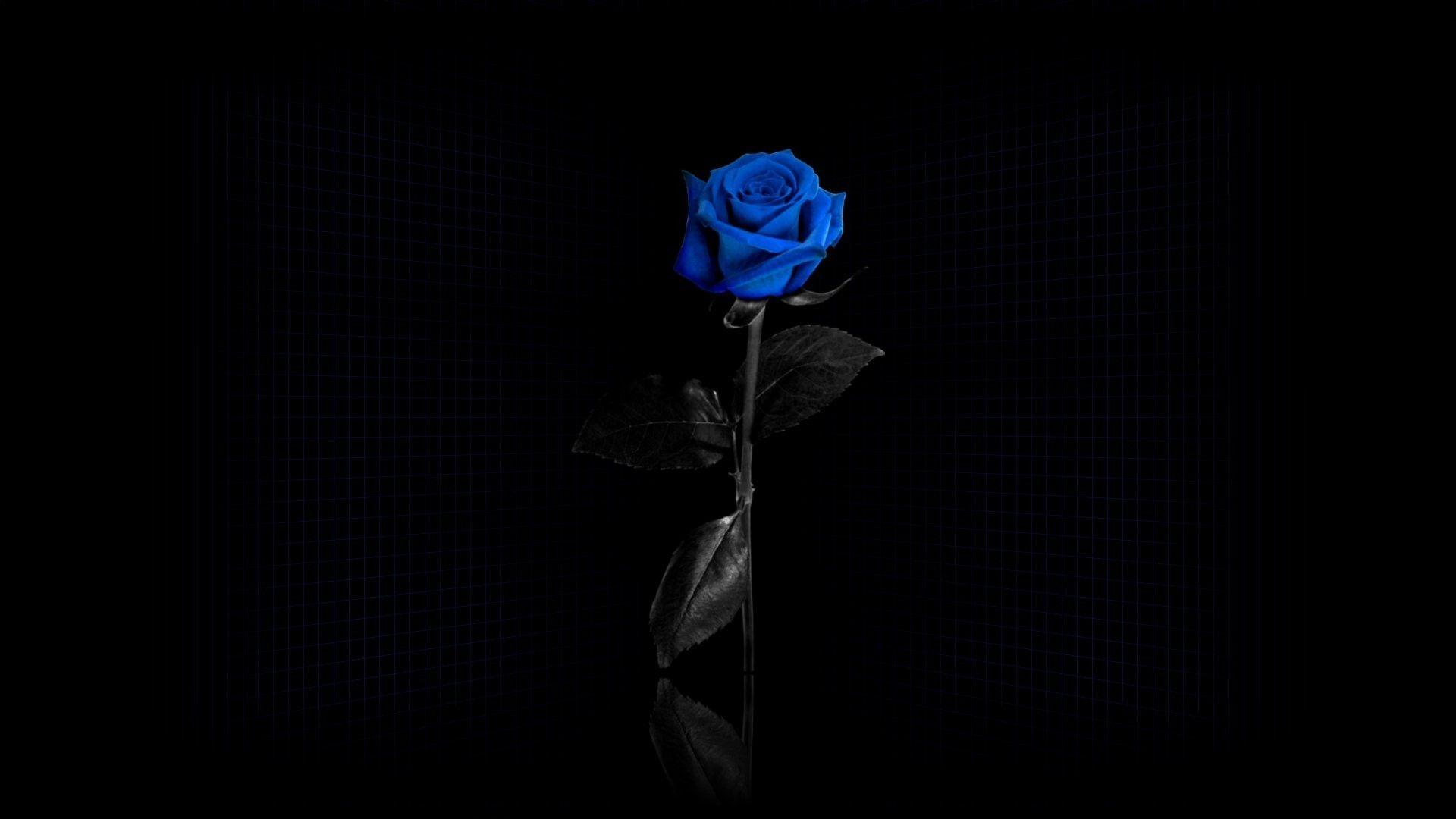 Black and Blue Rose Wallpapers Top Free Black and Blue Rose