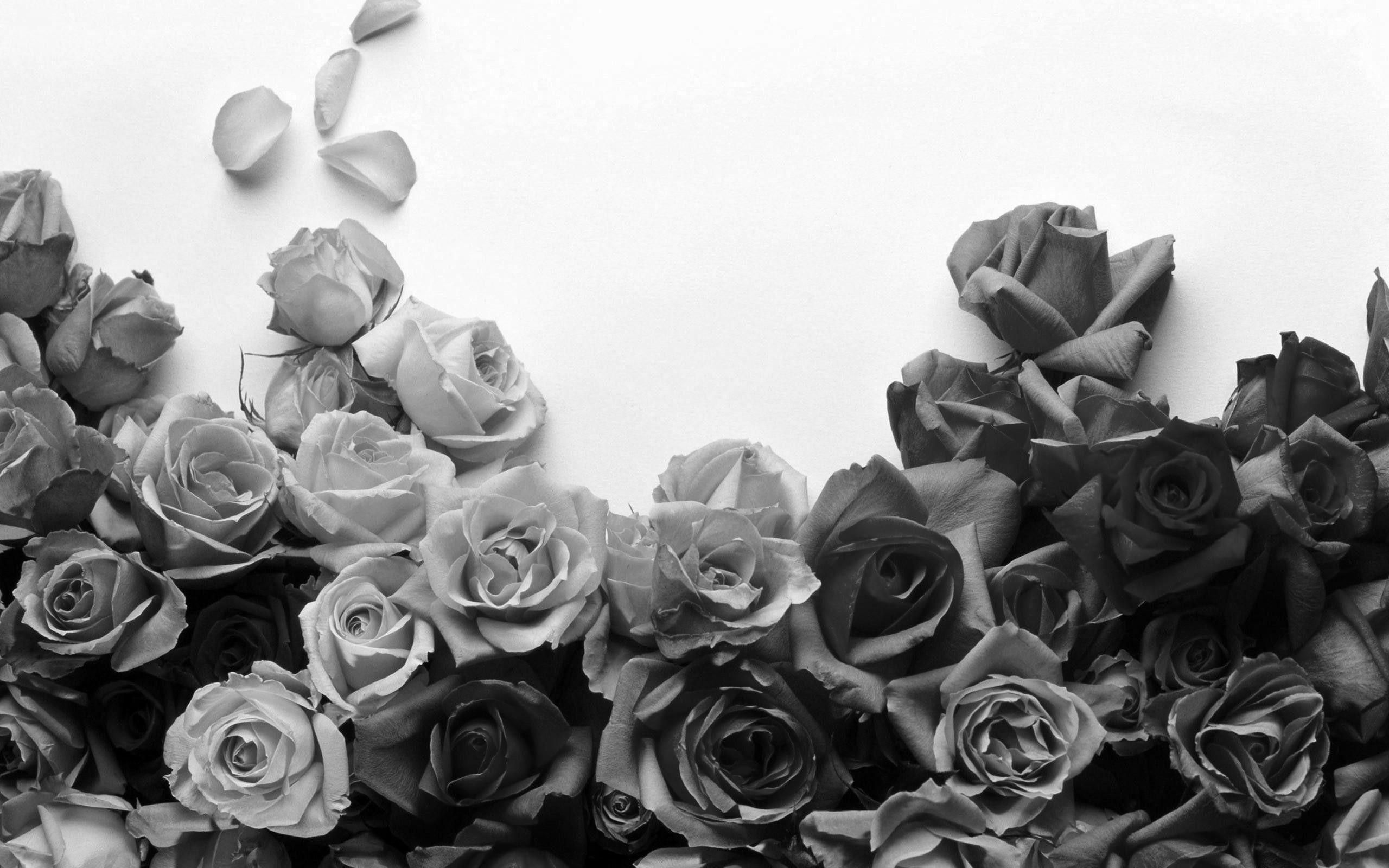 Black and White Rose Wallpapers Top Free Black and White Rose