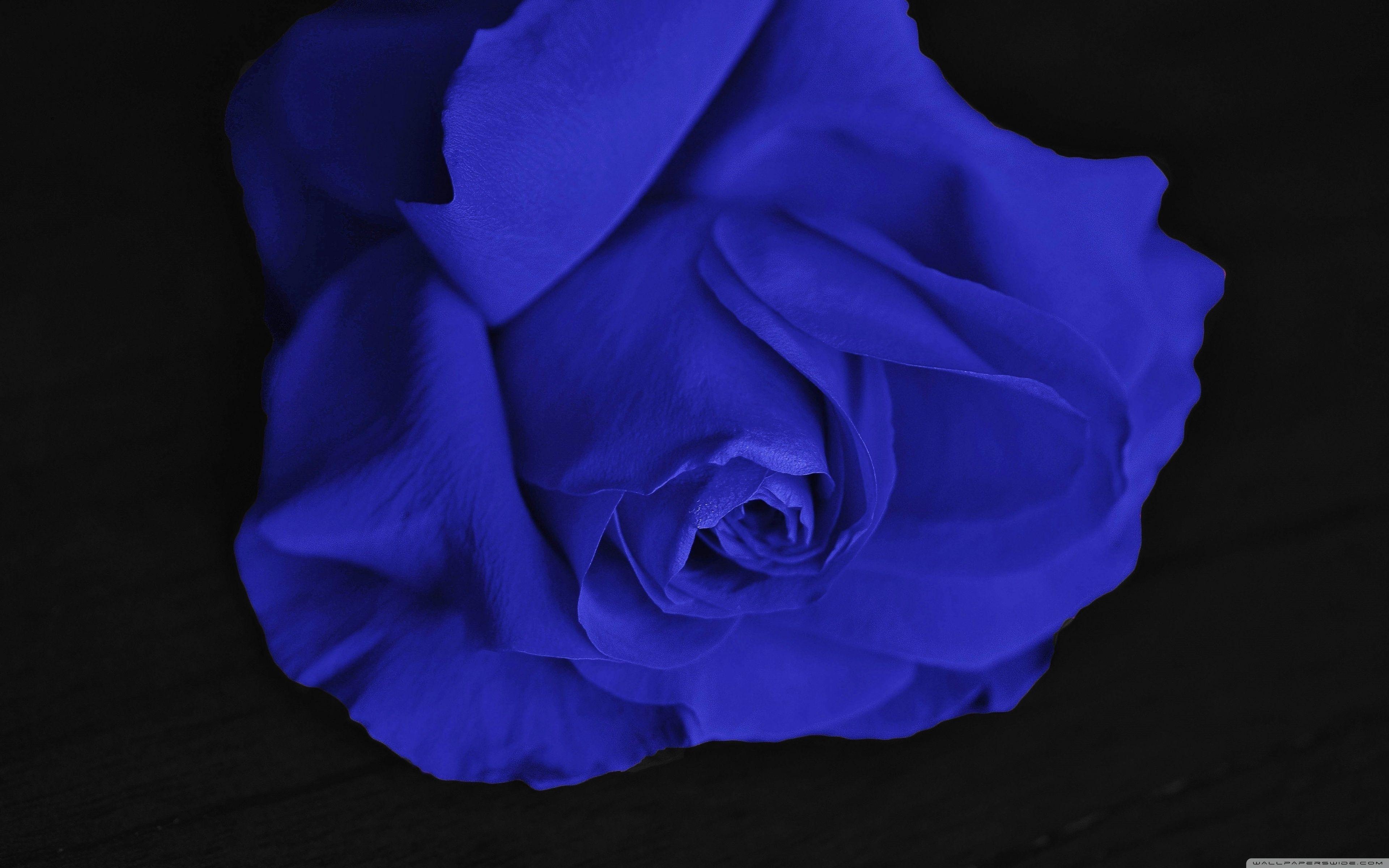 Black and Blue Rose Wallpapers Top Free Black and Blue Rose