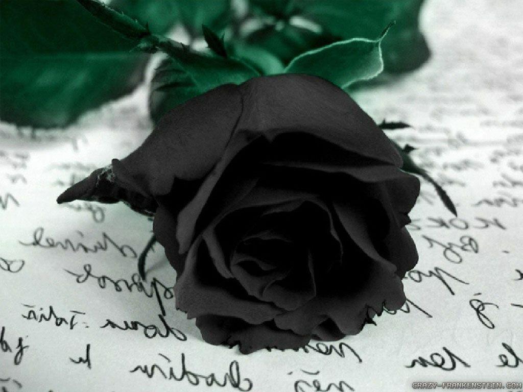 Black Rose Flower Wallpapers Top Free Black Rose Flower Backgrounds