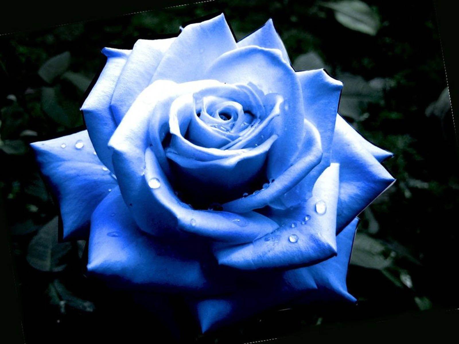 Black and Blue Rose Wallpapers Top Free Black and Blue Rose