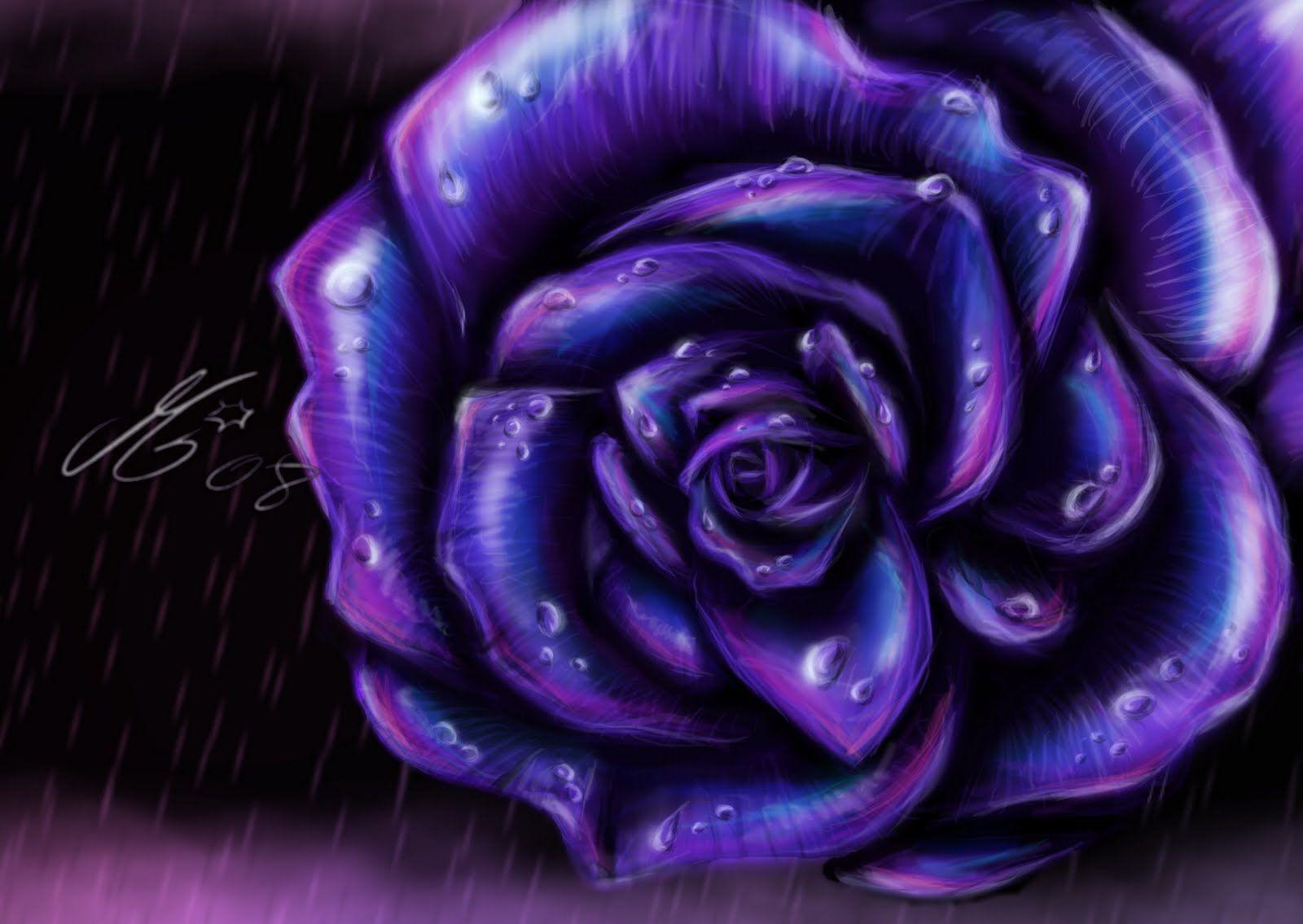 Blue and Purple Rose Wallpapers Top Free Blue and Purple Rose