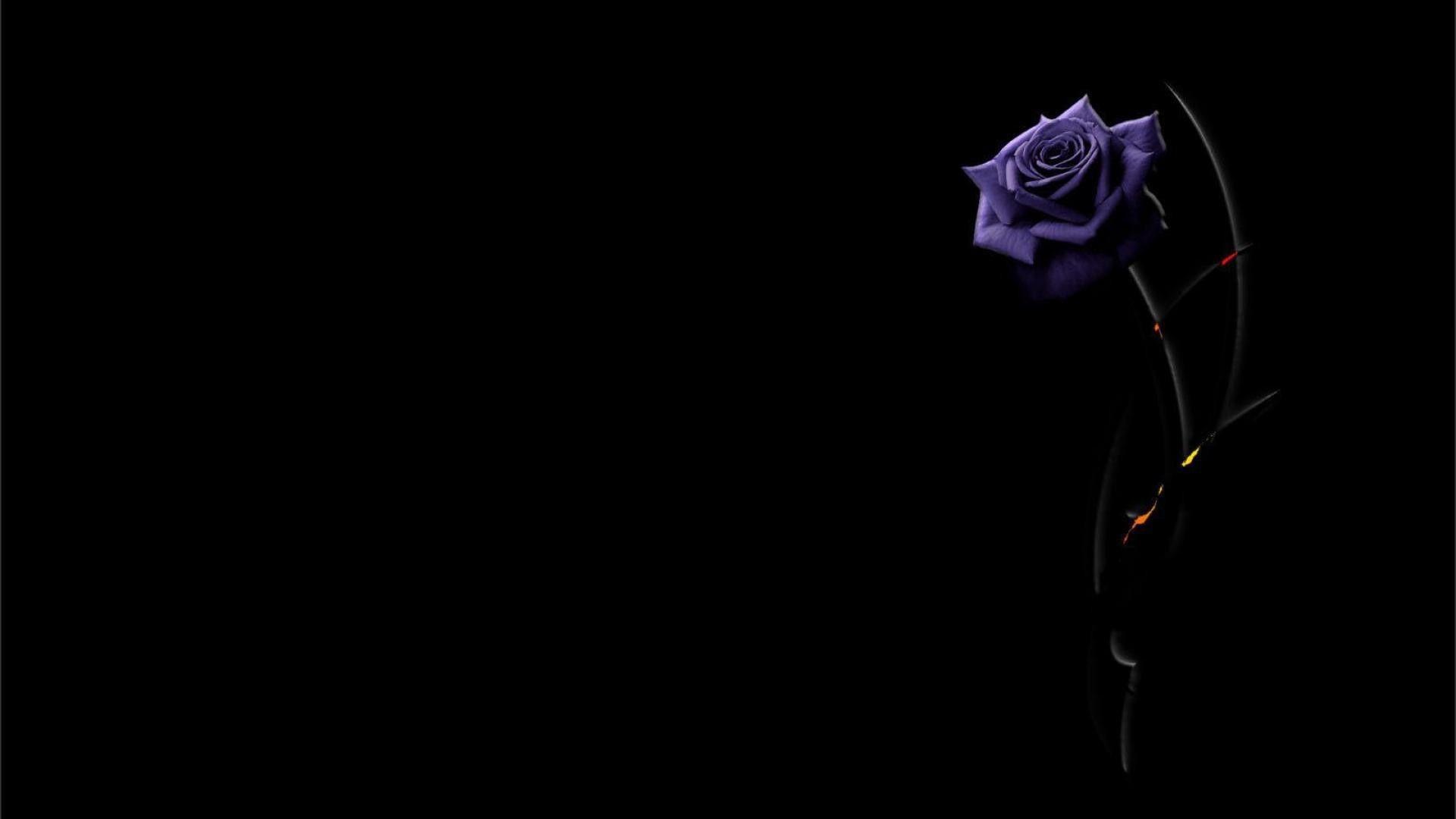 Purple and Black Rose Wallpapers Top Free Purple and Black Rose