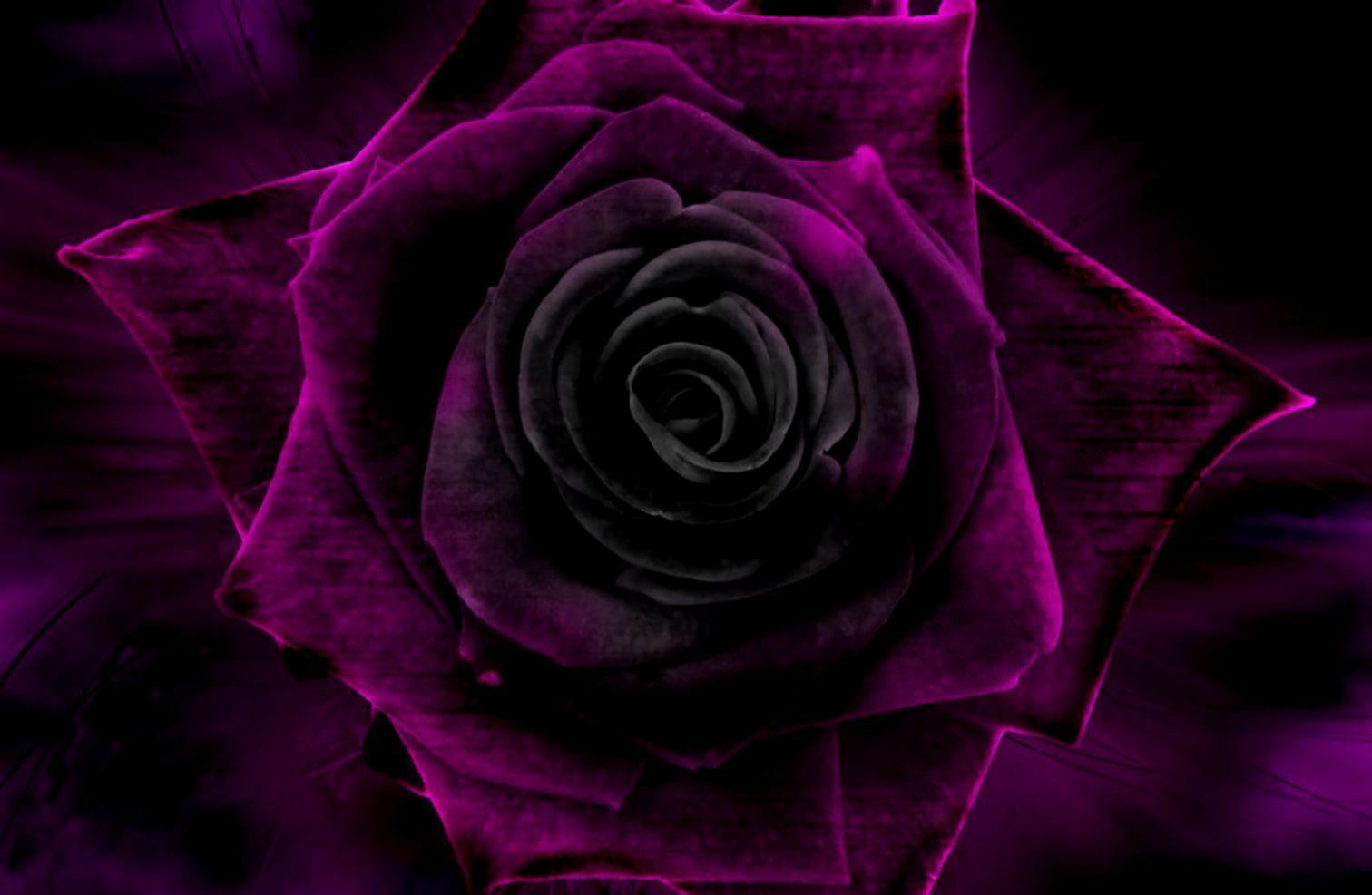 Purple and Black Rose Wallpapers Top Free Purple and Black Rose