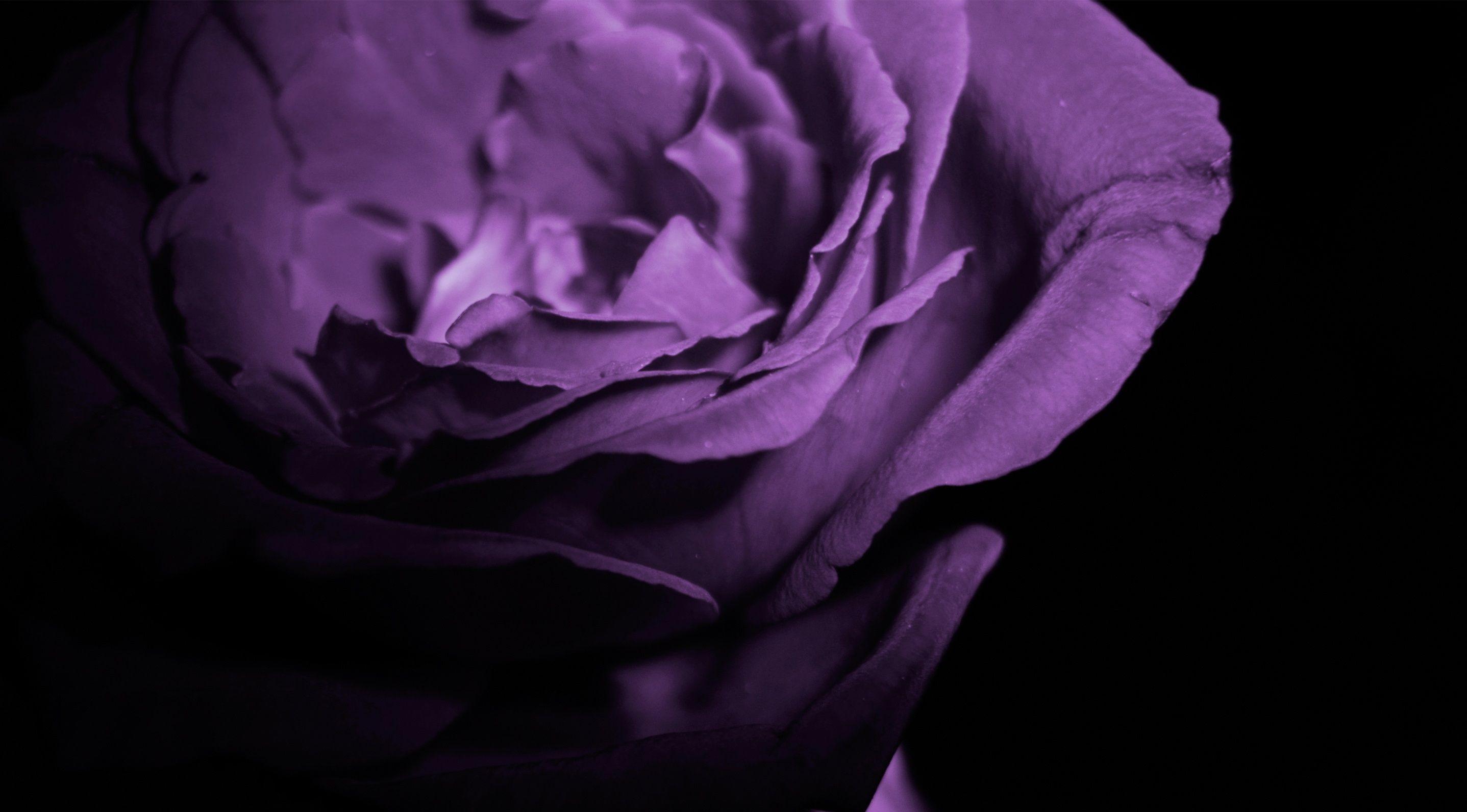 Purple and Black Rose Wallpapers Top Free Purple and Black Rose