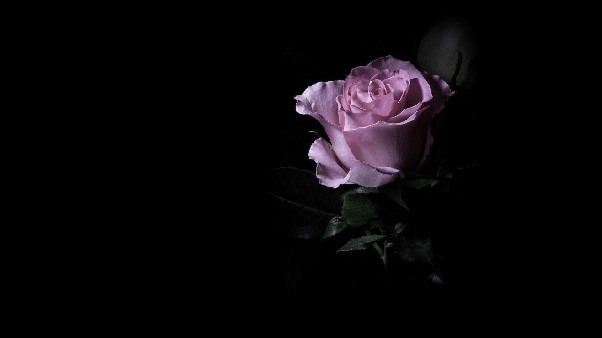Purple and Black Rose Wallpapers Top Free Purple and Black Rose