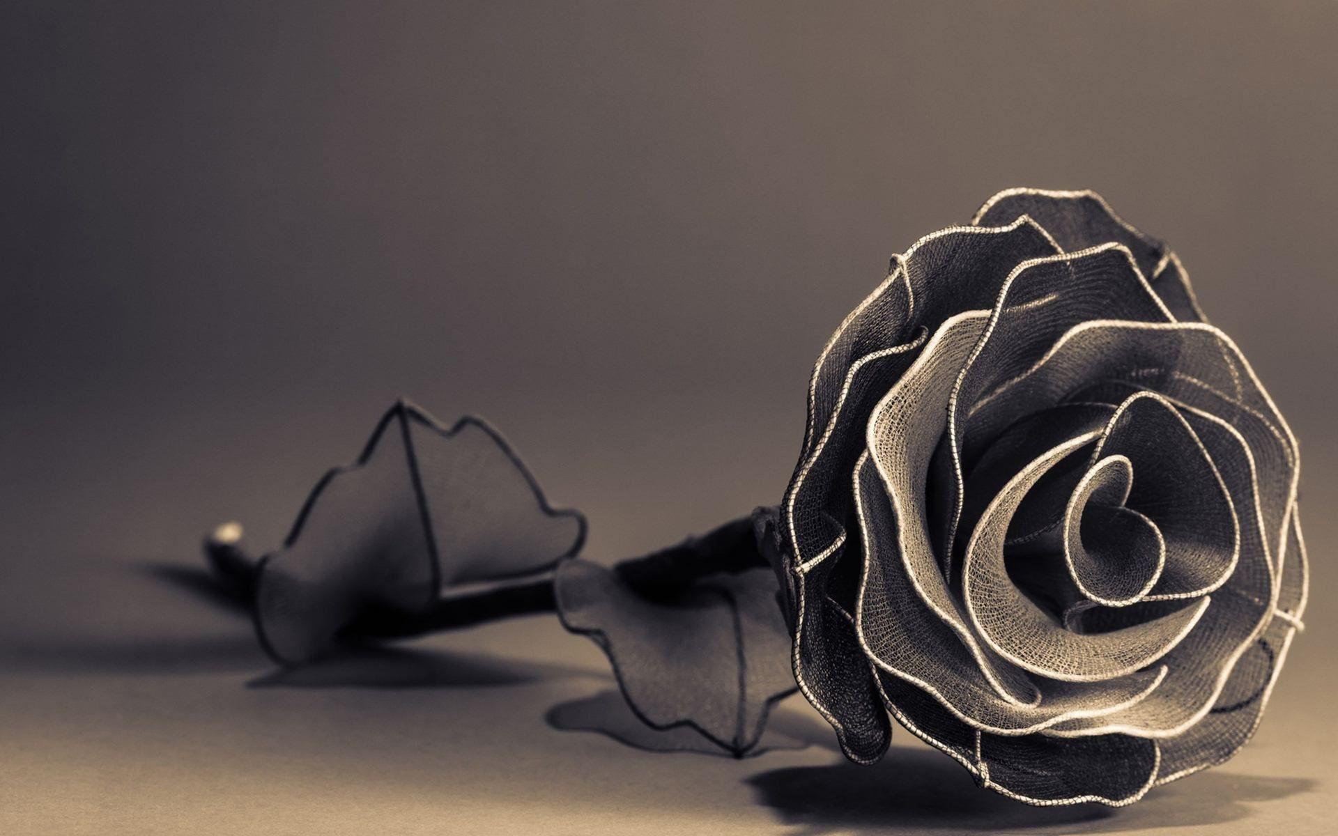 Black and White Rose Wallpapers Top Free Black and White Rose