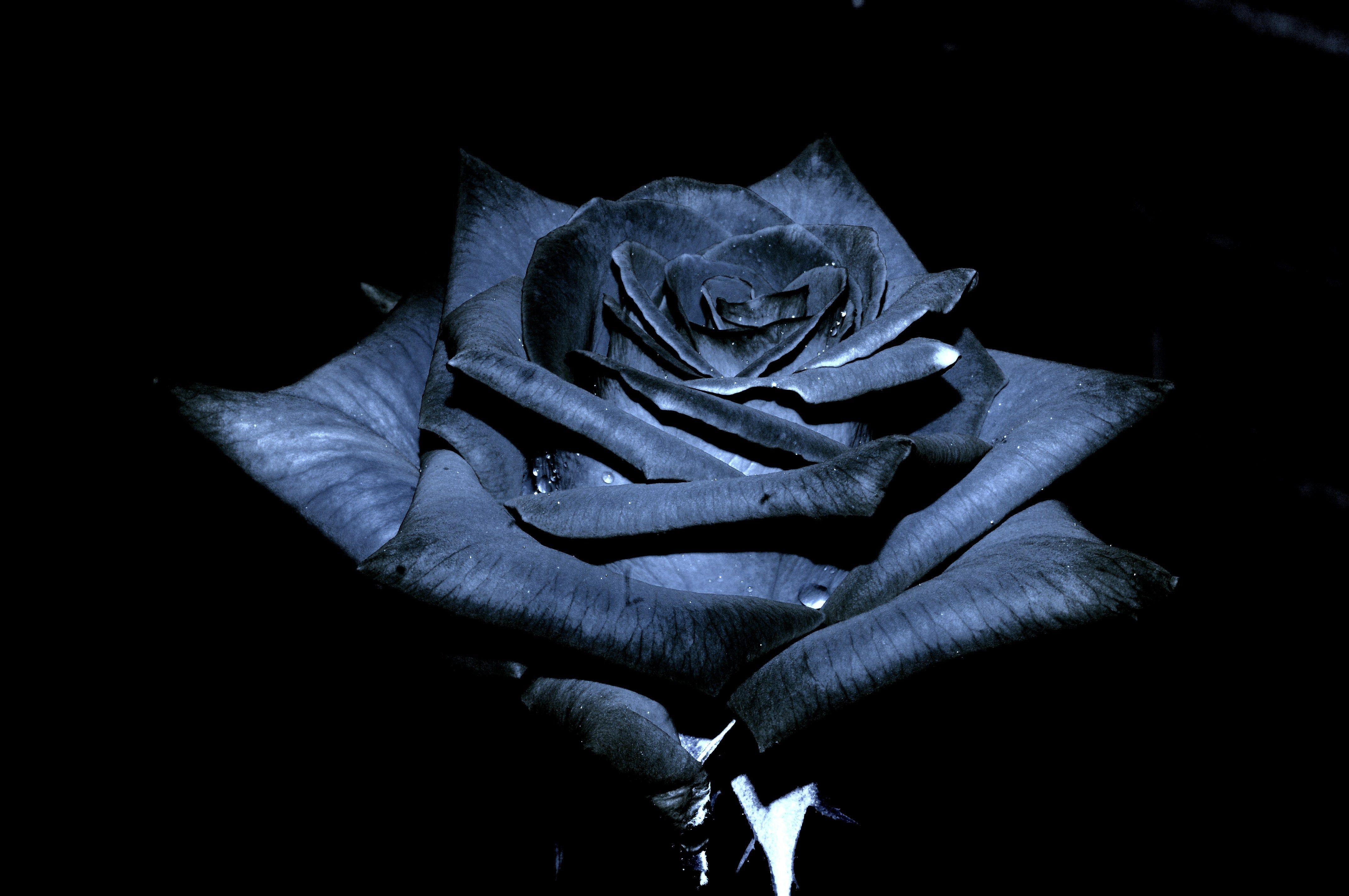 Black Rose 3D Wallpapers Top Free Black Rose 3D Backgrounds