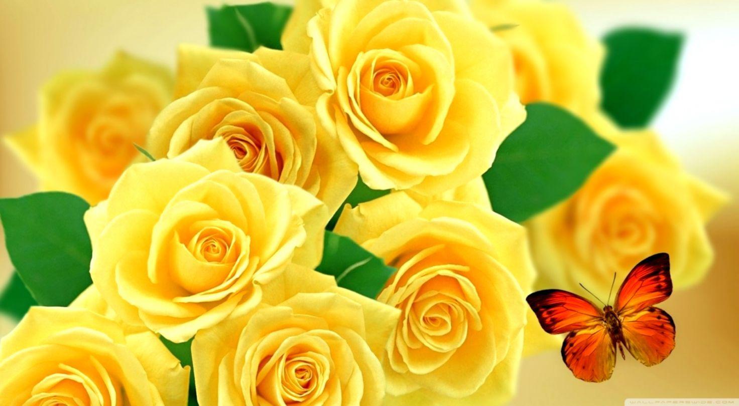 Wallpaper Yellow Roses Images Free yellow roses wallpapers and yellow