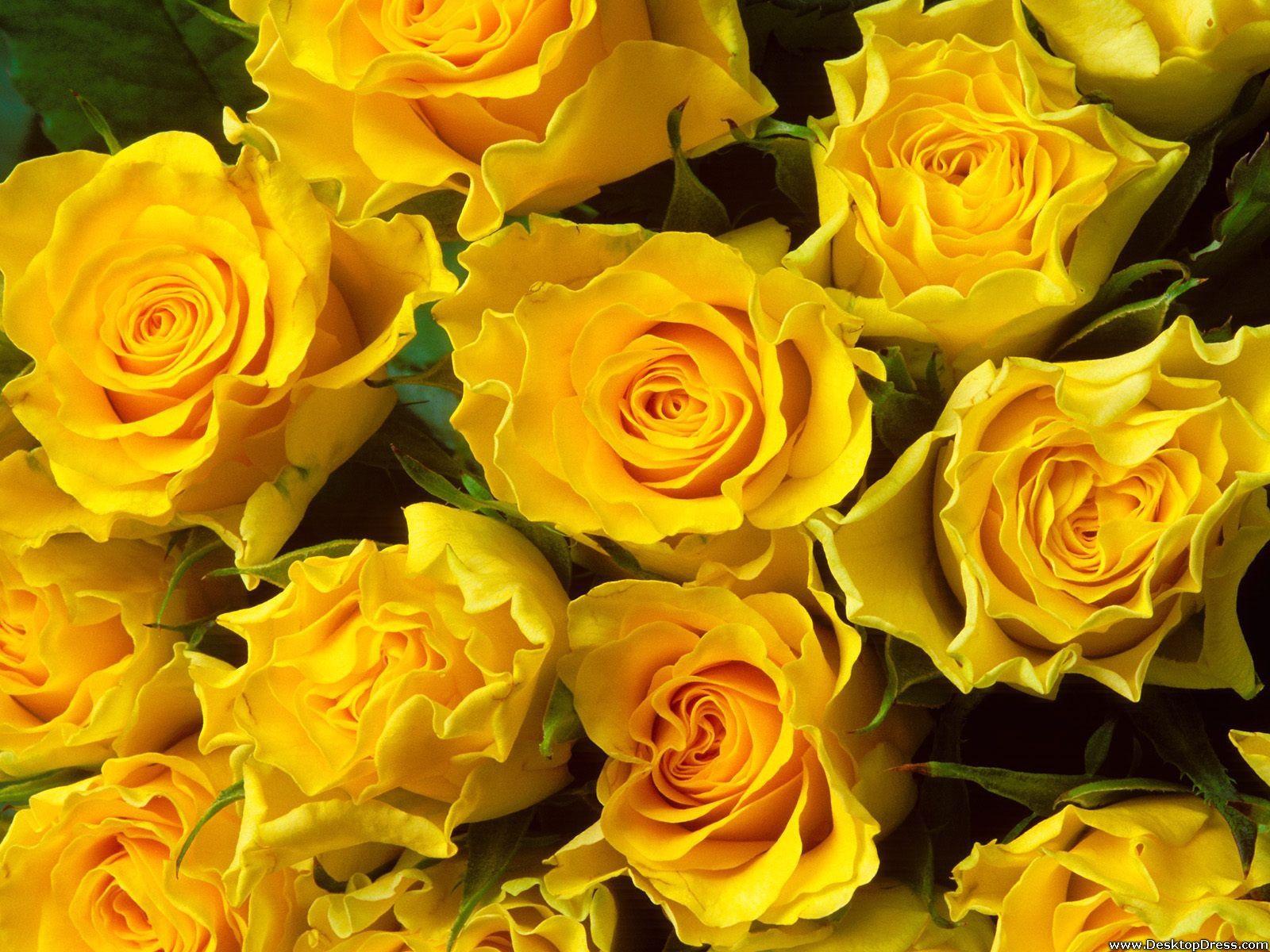 Yellow Roses Wallpapers Top Free Yellow Roses Backgrounds