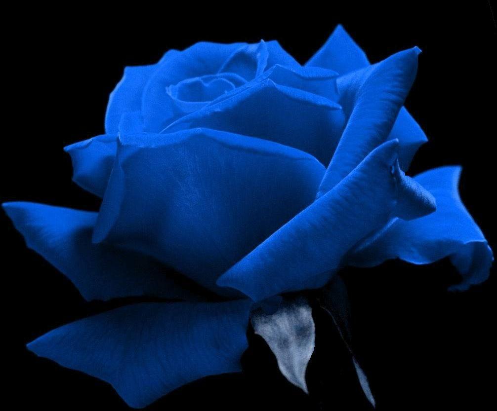 Black and Blue Rose Wallpapers Top Free Black and Blue Rose