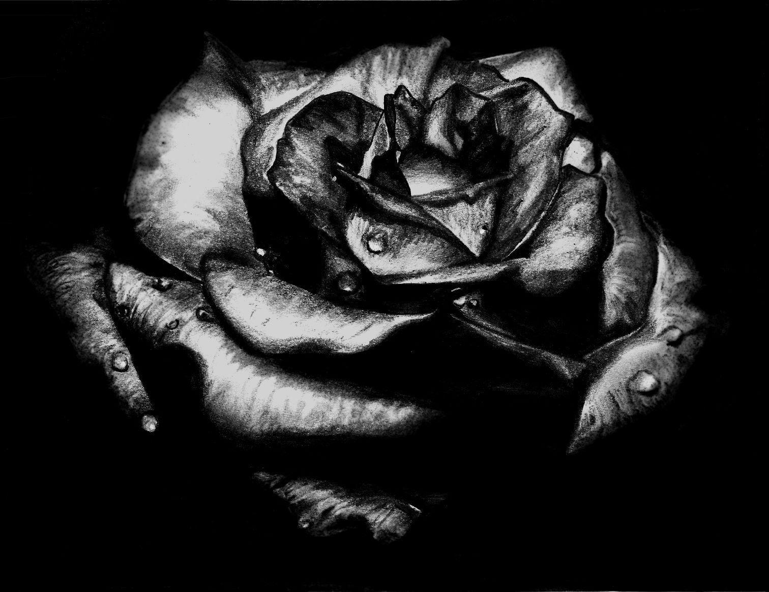 Gray Rose Wallpapers Top Free Gray Rose Backgrounds WallpaperAccess