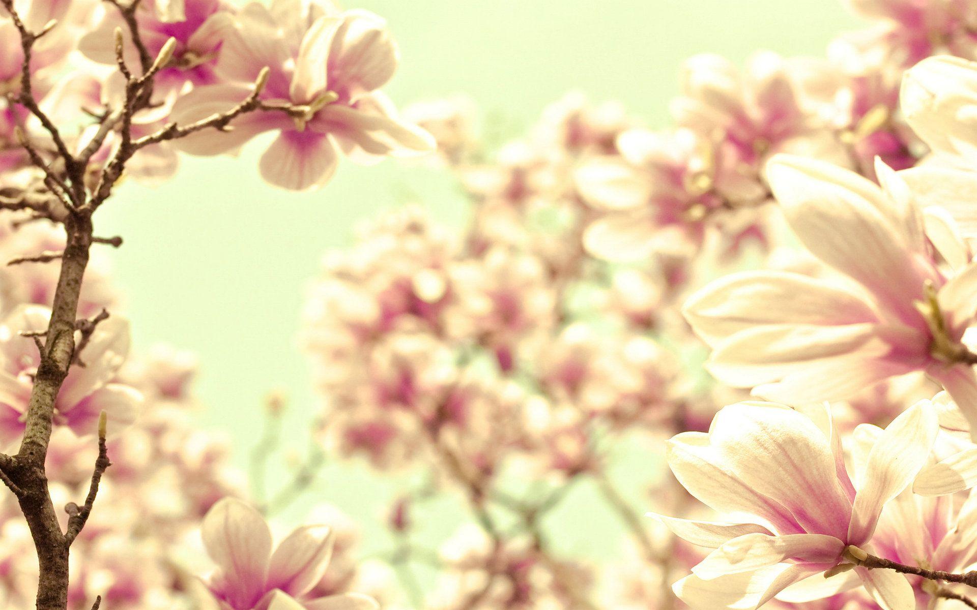 Elegant Computer Wallpapers Top Free Elegant Computer Backgrounds