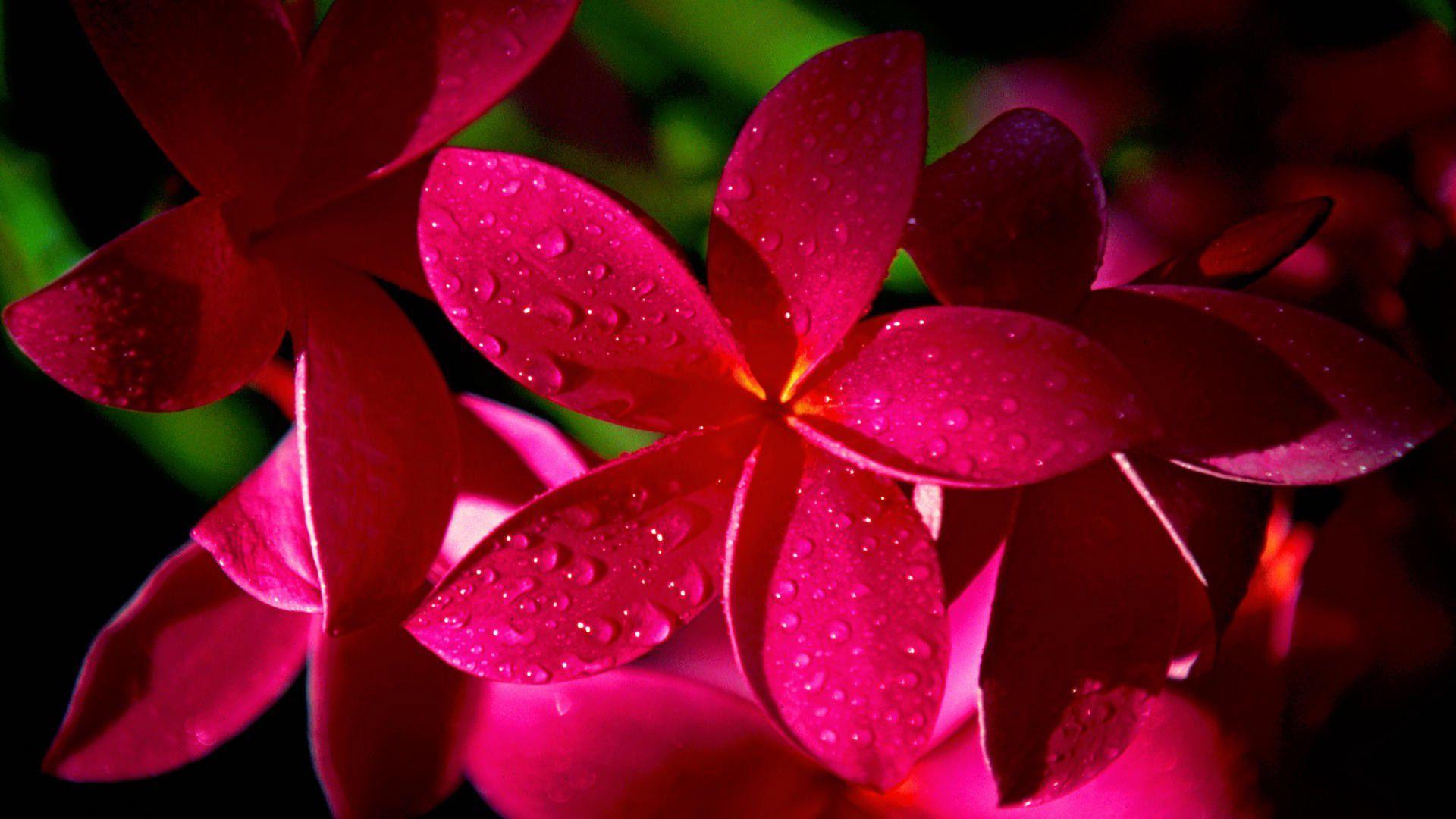 Beautiful Flowers HD Wallpapers Top Free Beautiful Flowers HD