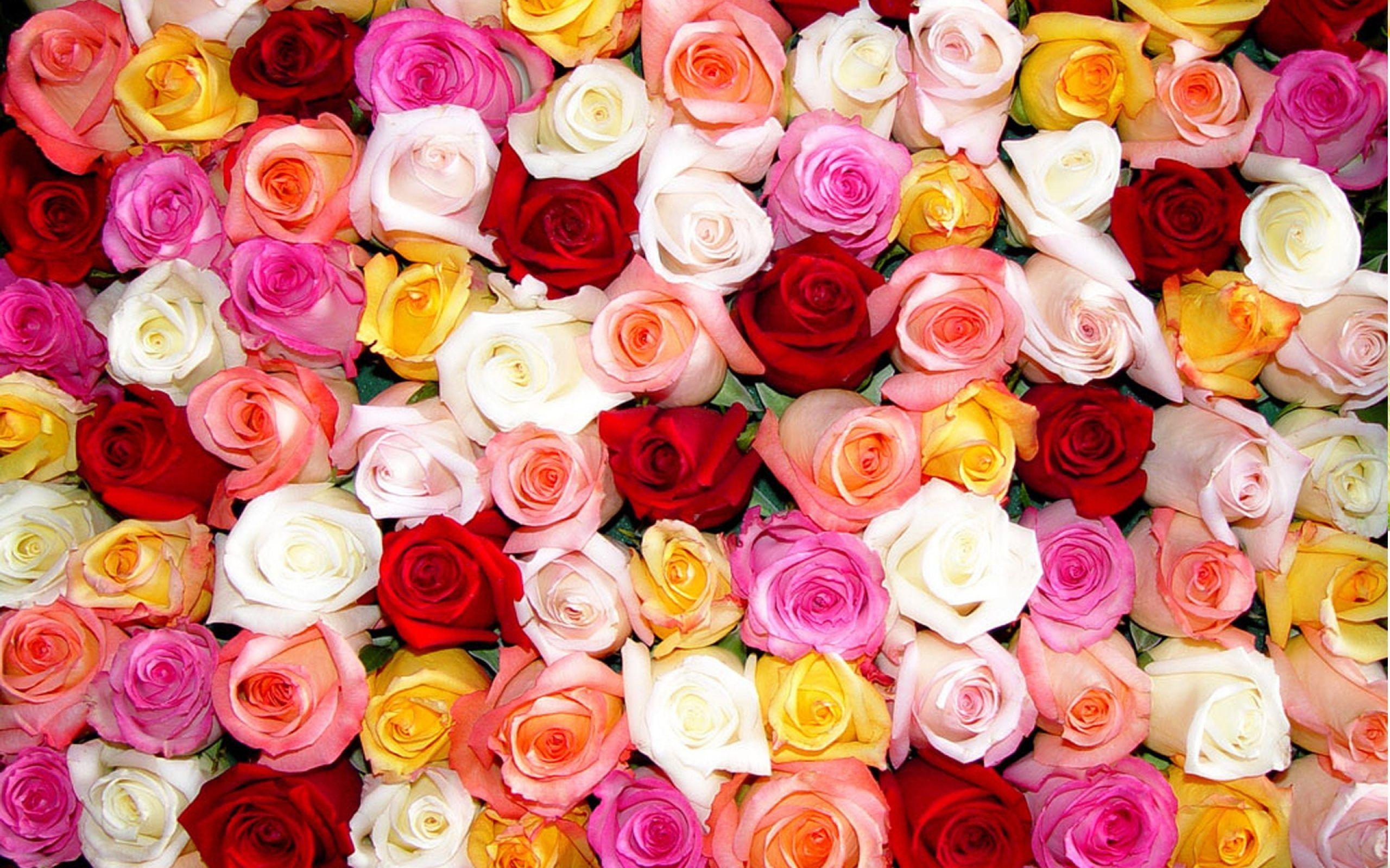 Colourful Flowers Wallpapers Top Free Colourful Flowers Backgrounds