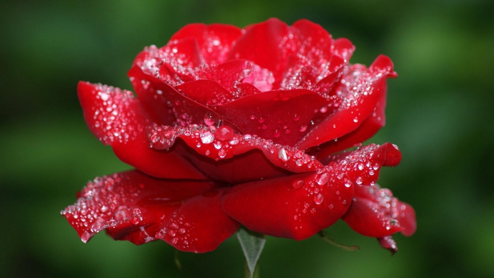 Beautiful Rose Flowers Wallpapers Top Free Beautiful Rose Flowers
