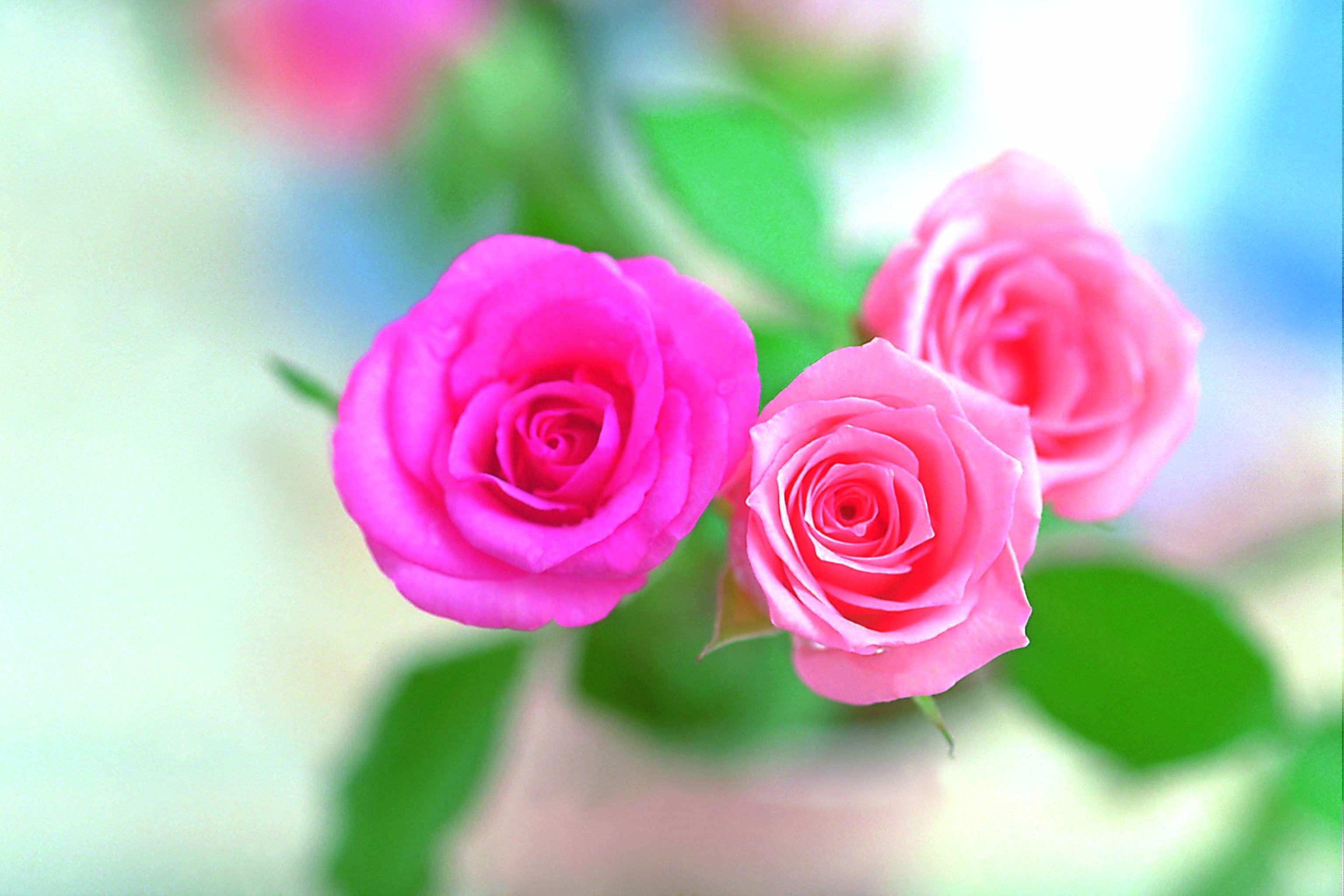 Rose Flowers HD Wallpapers Top Free Rose Flowers HD Backgrounds