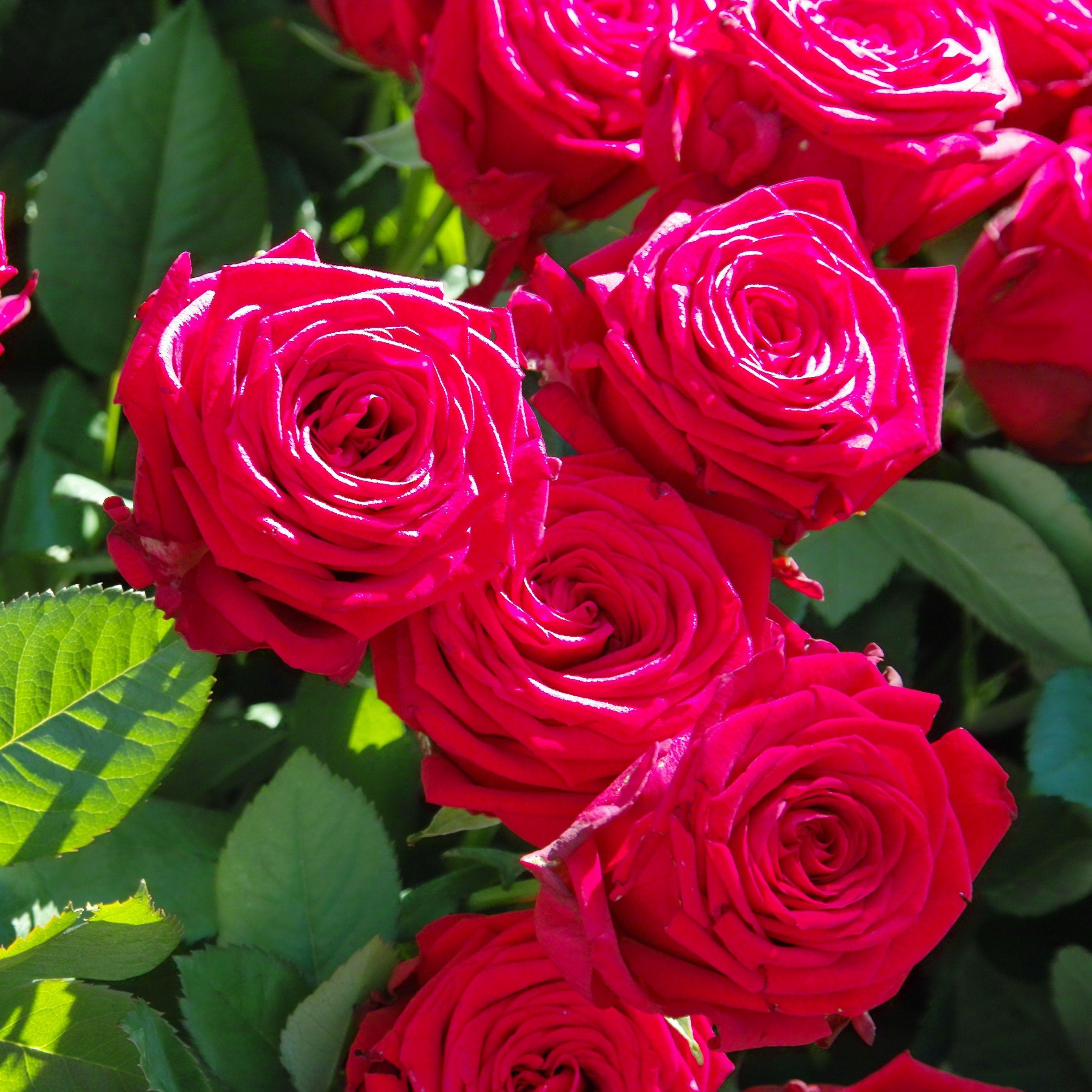 Rose Flower Wallpapers Top Free Rose Flower Backgrounds WallpaperAccess