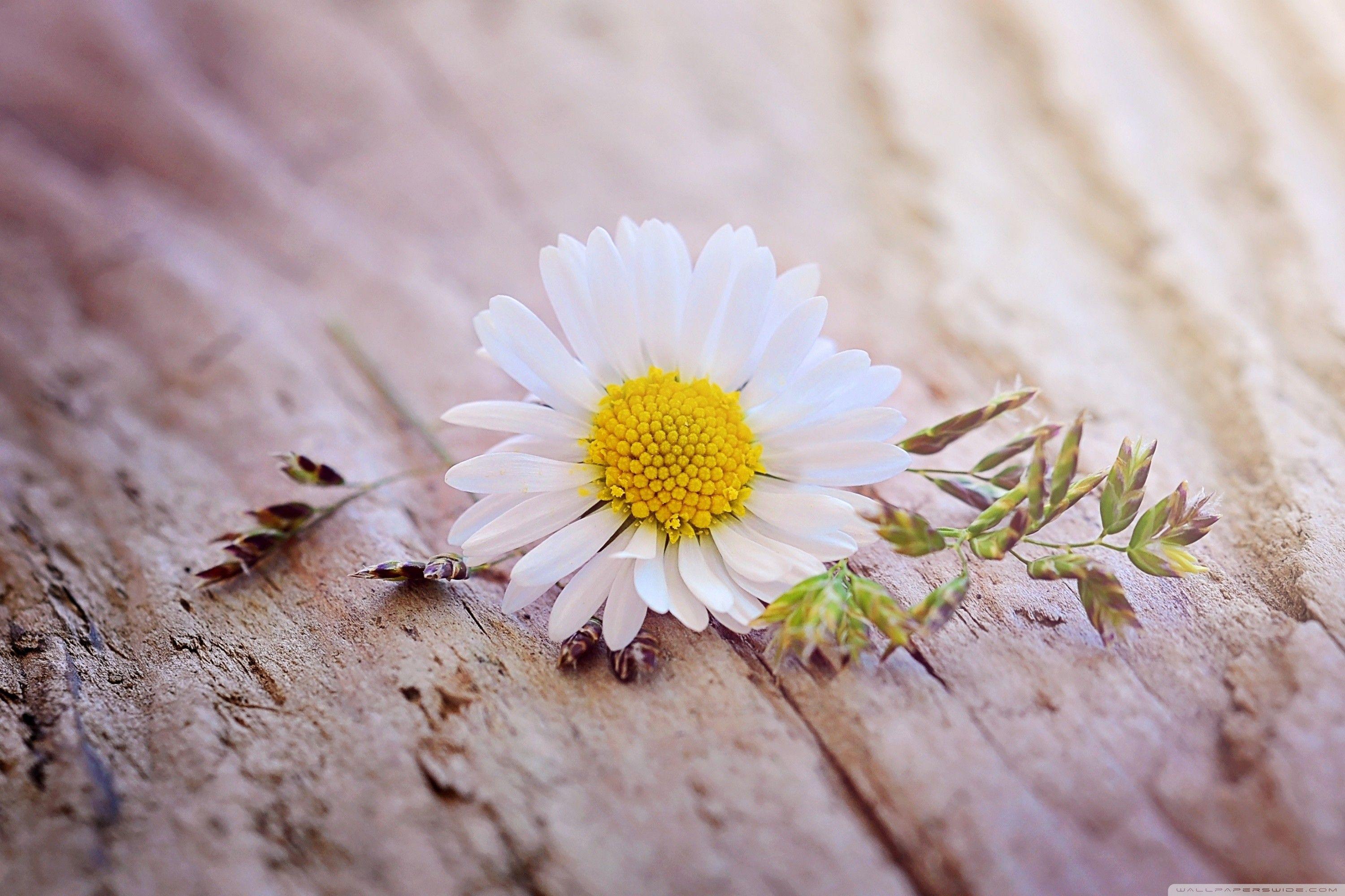 Daisy Laptop Wallpapers Top Free Daisy Laptop Backgrounds WallpaperAccess
