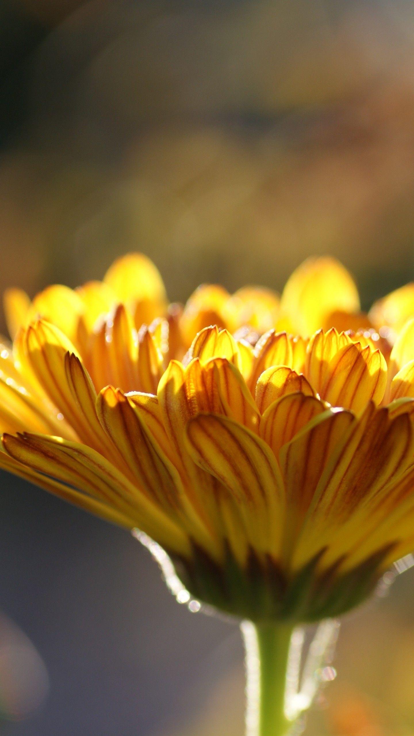 Yellow Flower HD Wallpapers Top Free Yellow Flower HD Backgrounds