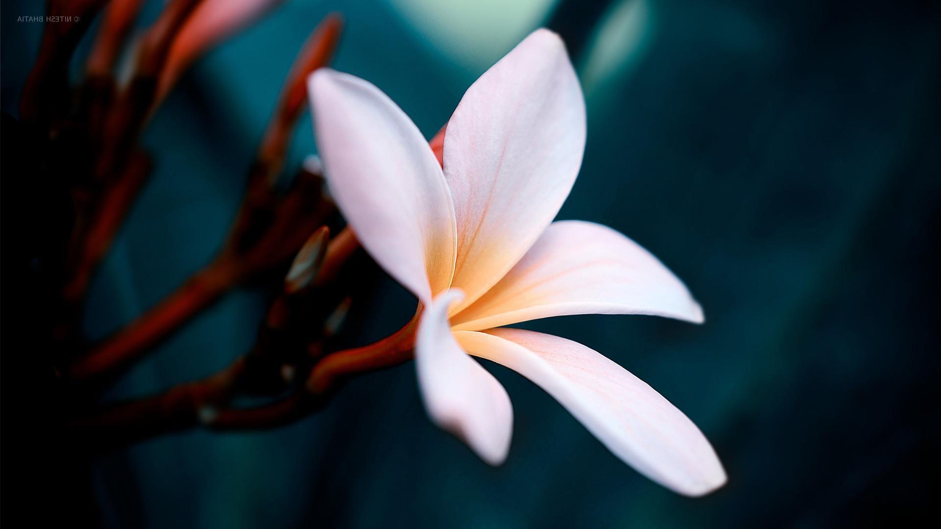 White Flower HD Wallpapers Top Free White Flower HD Backgrounds