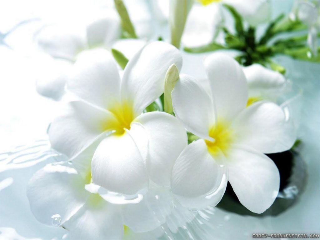 White Flower HD Wallpapers Top Free White Flower HD Backgrounds