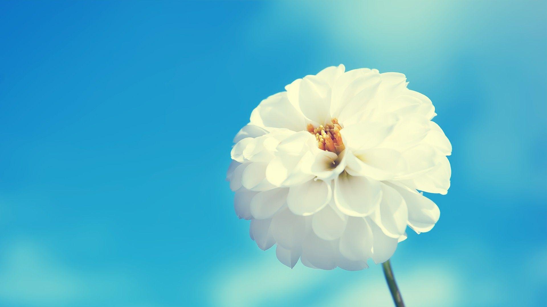 White Flower HD Wallpapers Top Free White Flower HD Backgrounds