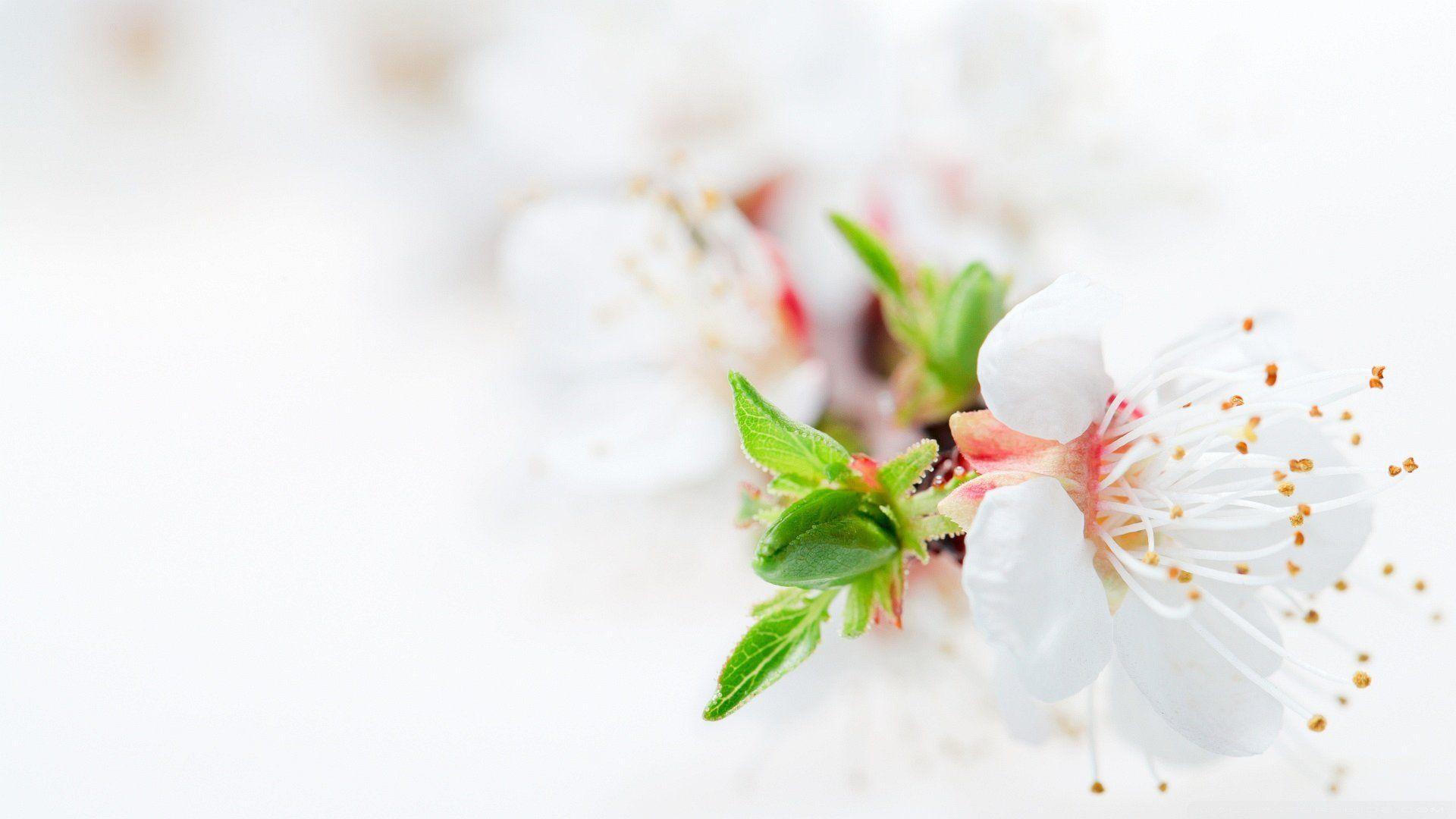 White Flower HD Wallpapers Top Free White Flower HD Backgrounds