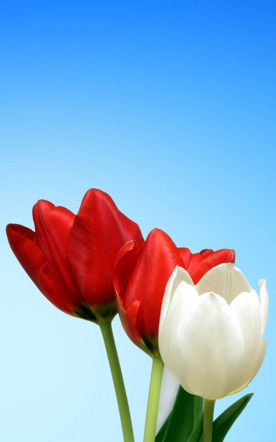 Tulip Mobile Wallpapers Top Free Tulip Mobile Backgrounds