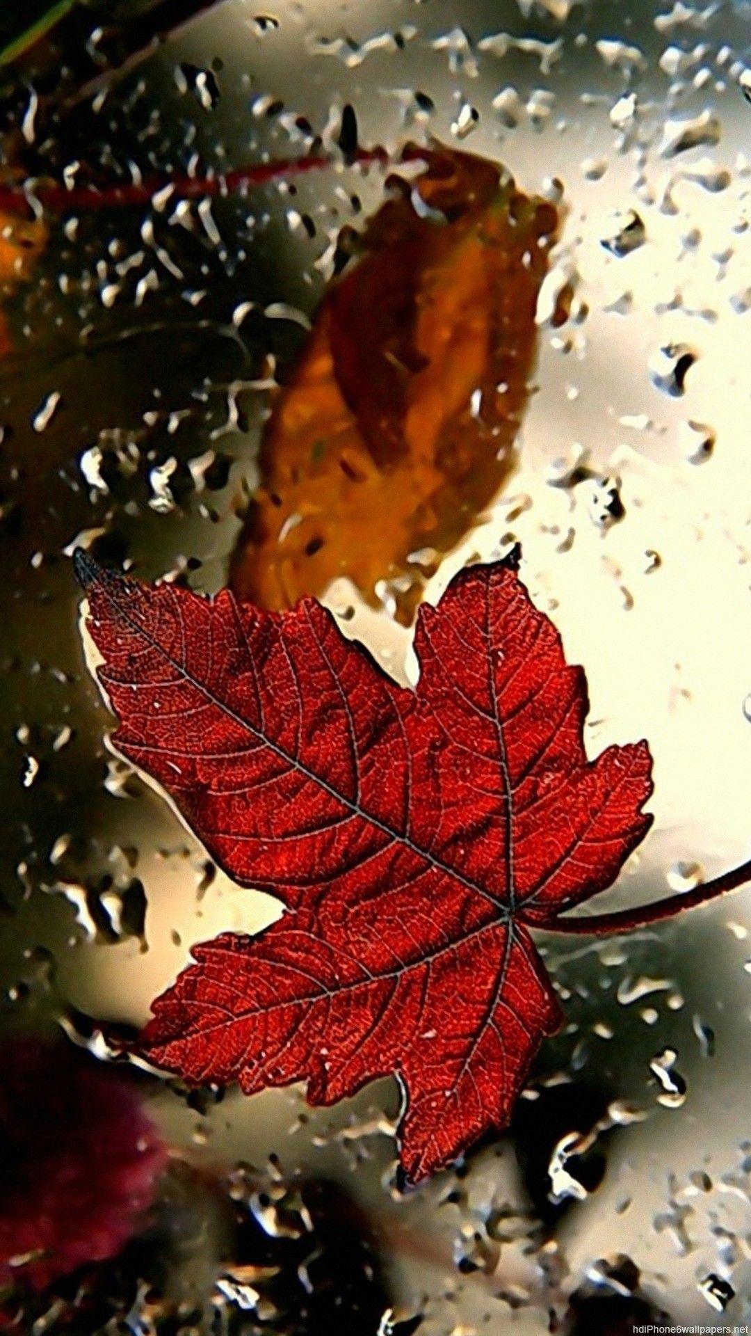 Red Leaf iPhone Wallpapers Top Free Red Leaf iPhone Backgrounds WallpaperAccess