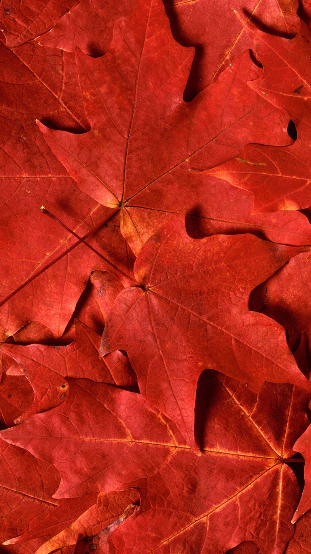 Red Leaf iPhone Wallpapers Top Free Red Leaf iPhone Backgrounds WallpaperAccess